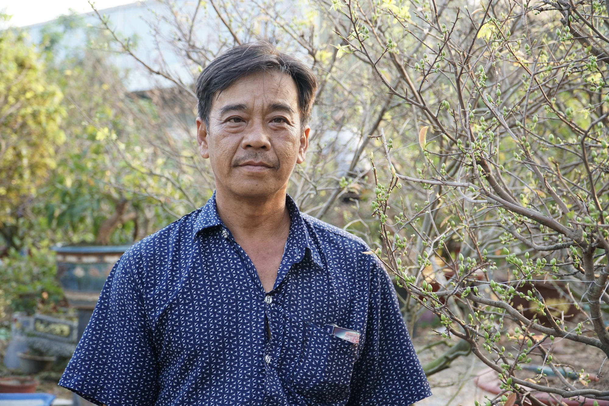 Lặt lá mai