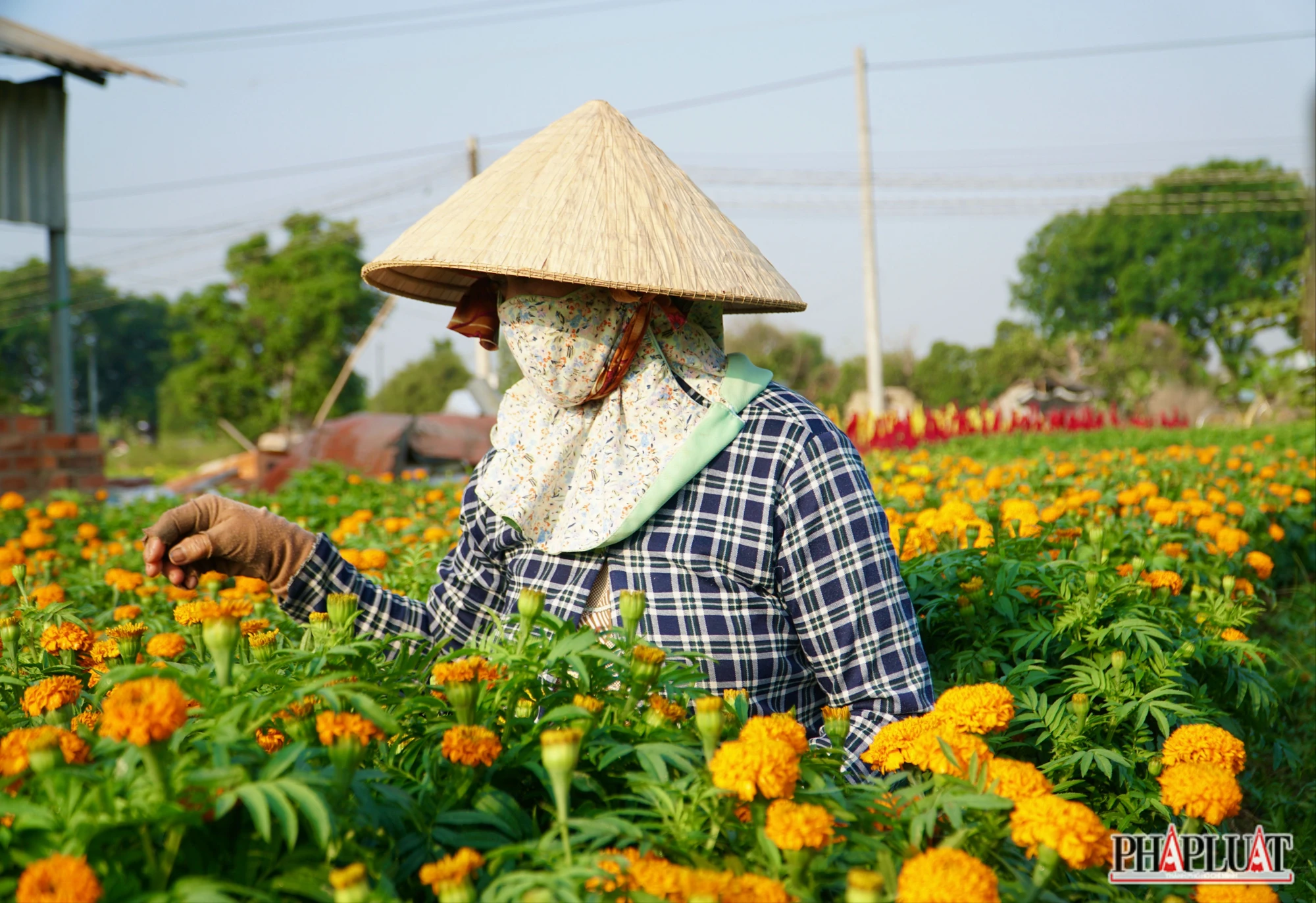 Ảnh 11 -lang-hoa.jpg