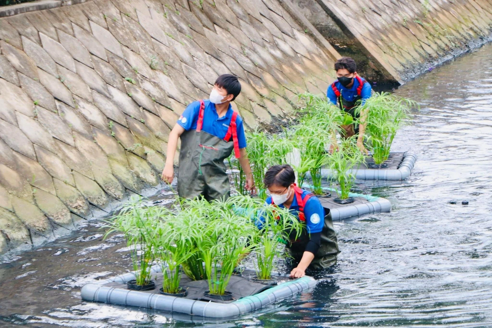 cây thuỷ sinh