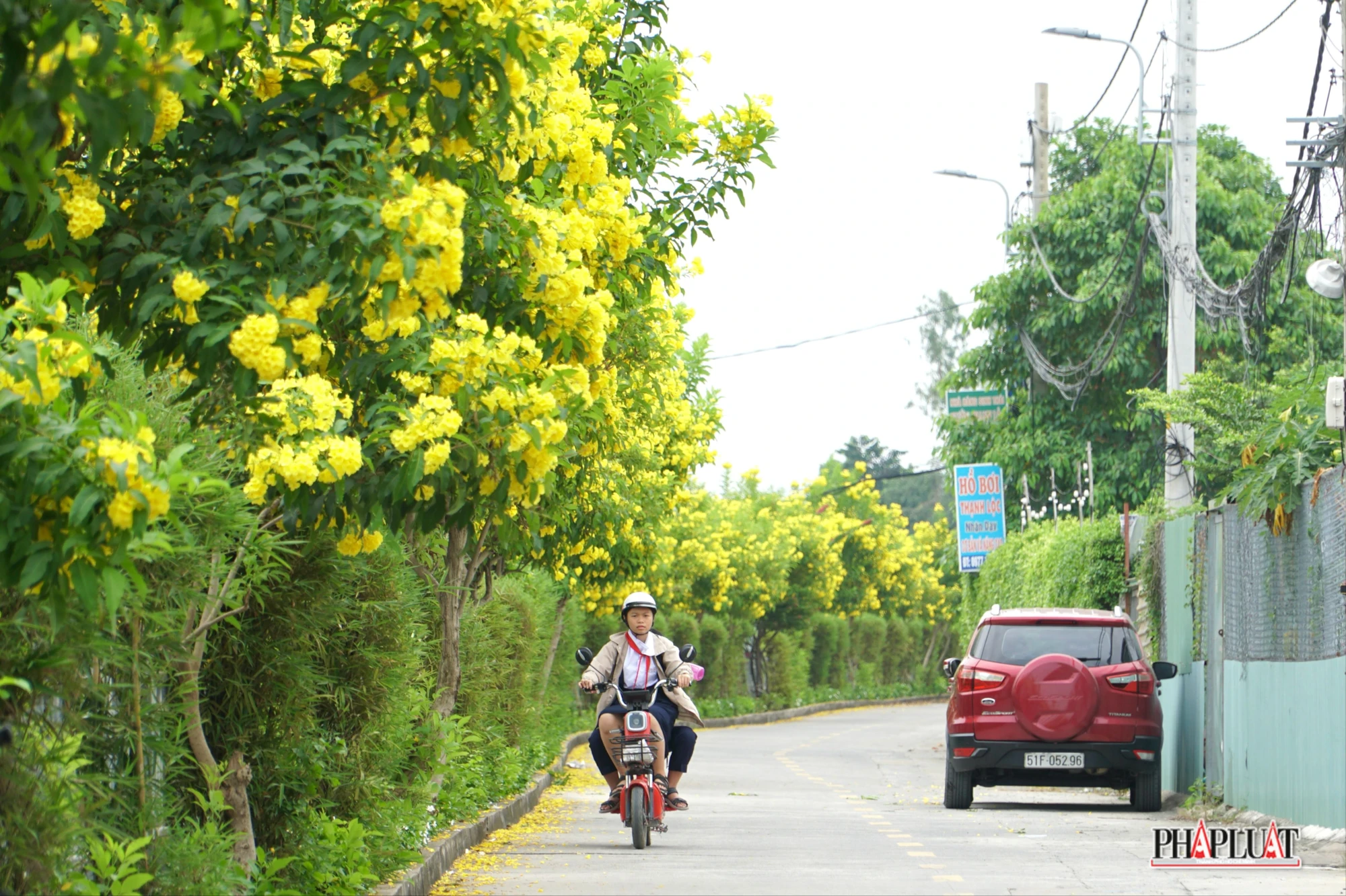 7 -hoa-huynh-lien .jpg