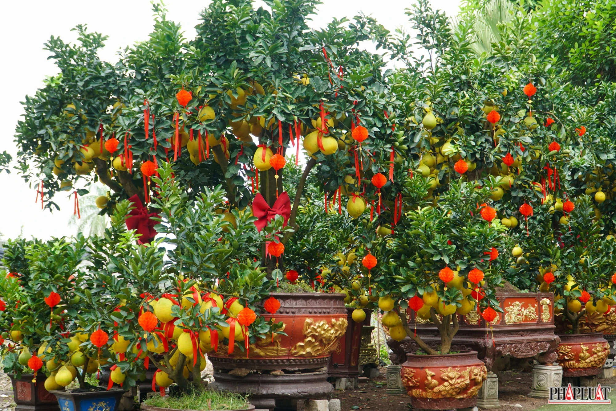 cây bưởi diễn