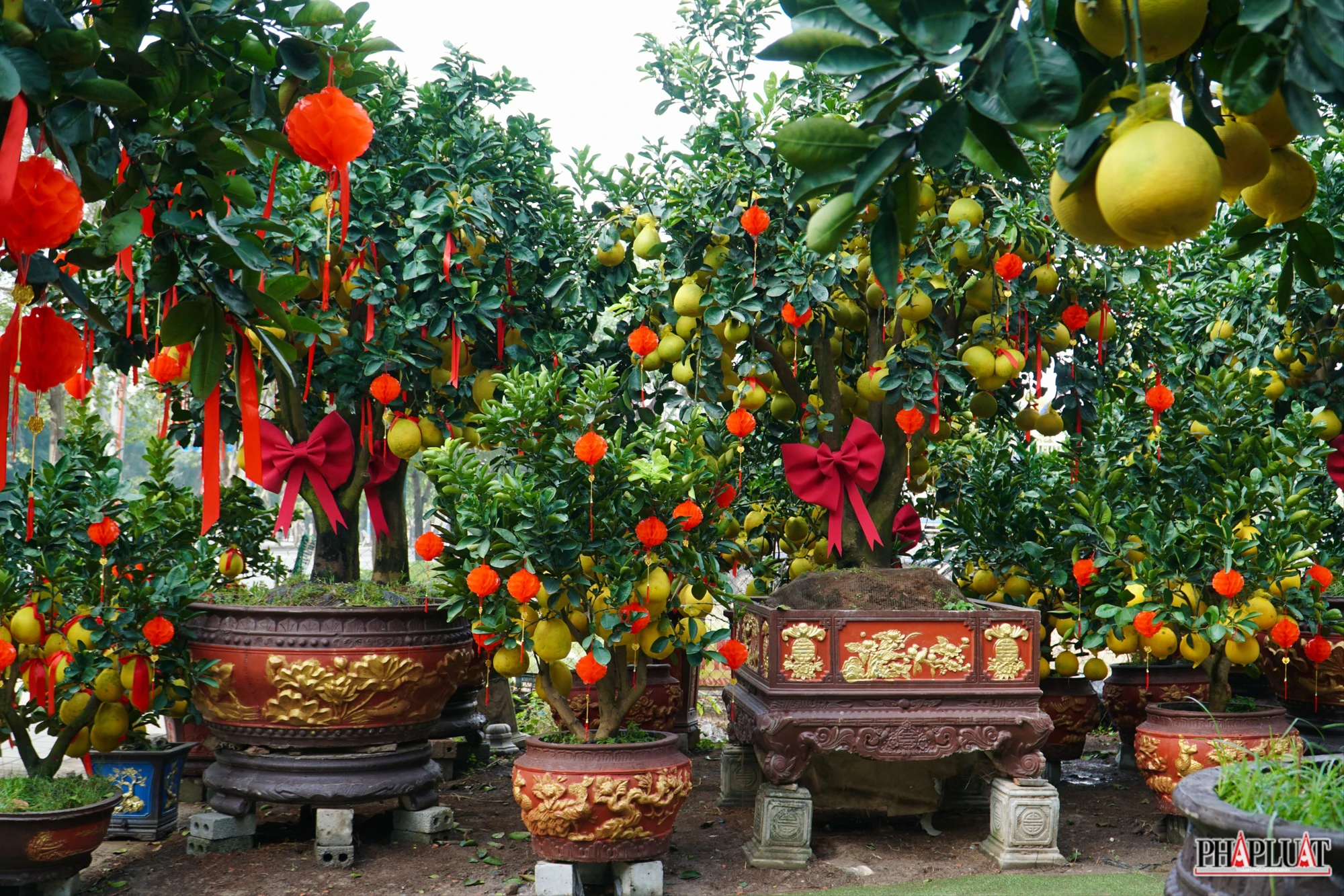 13 -cay-buoi-dien.jpg