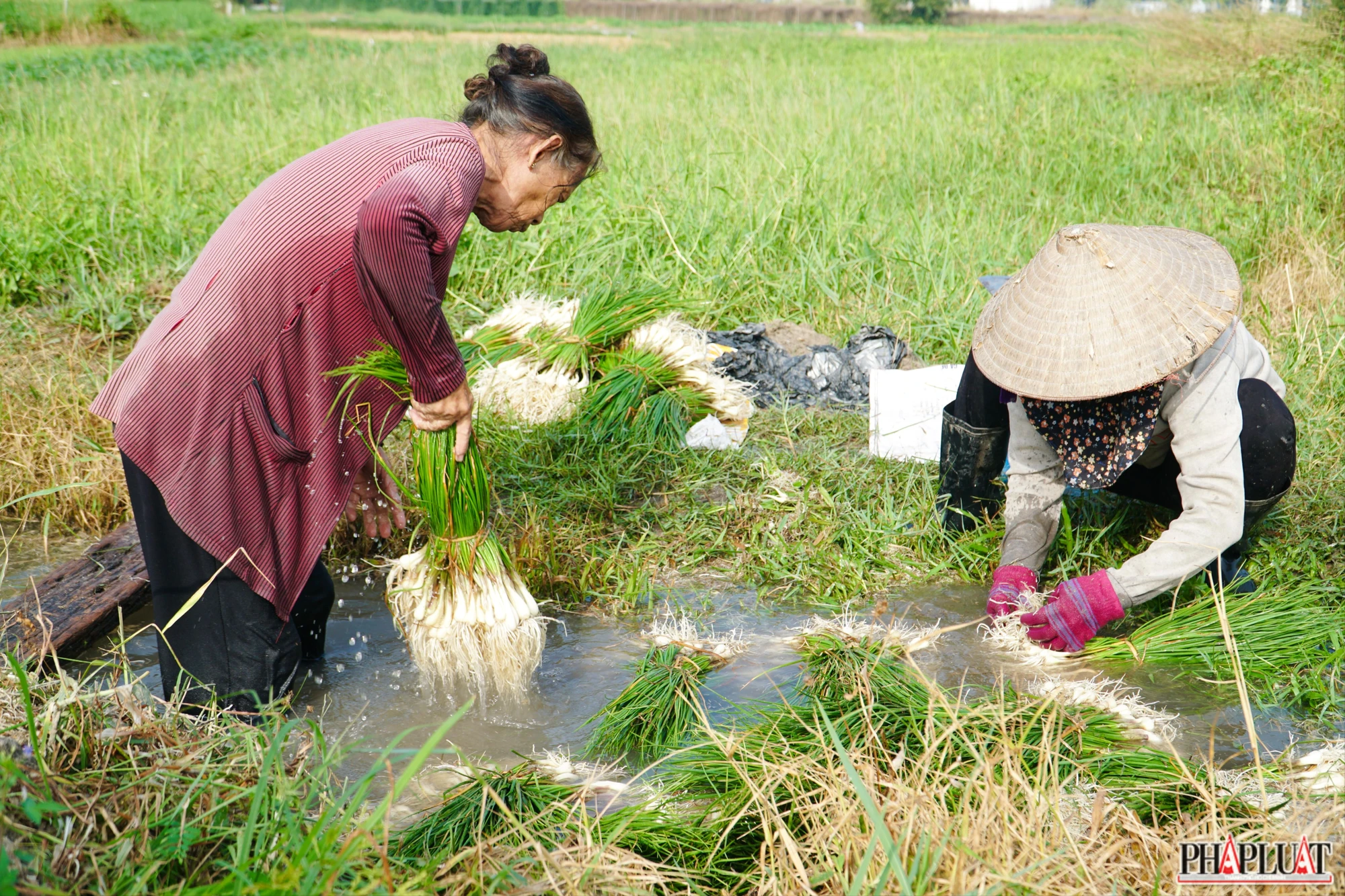 10 -vu-kieu-tet.jpg
