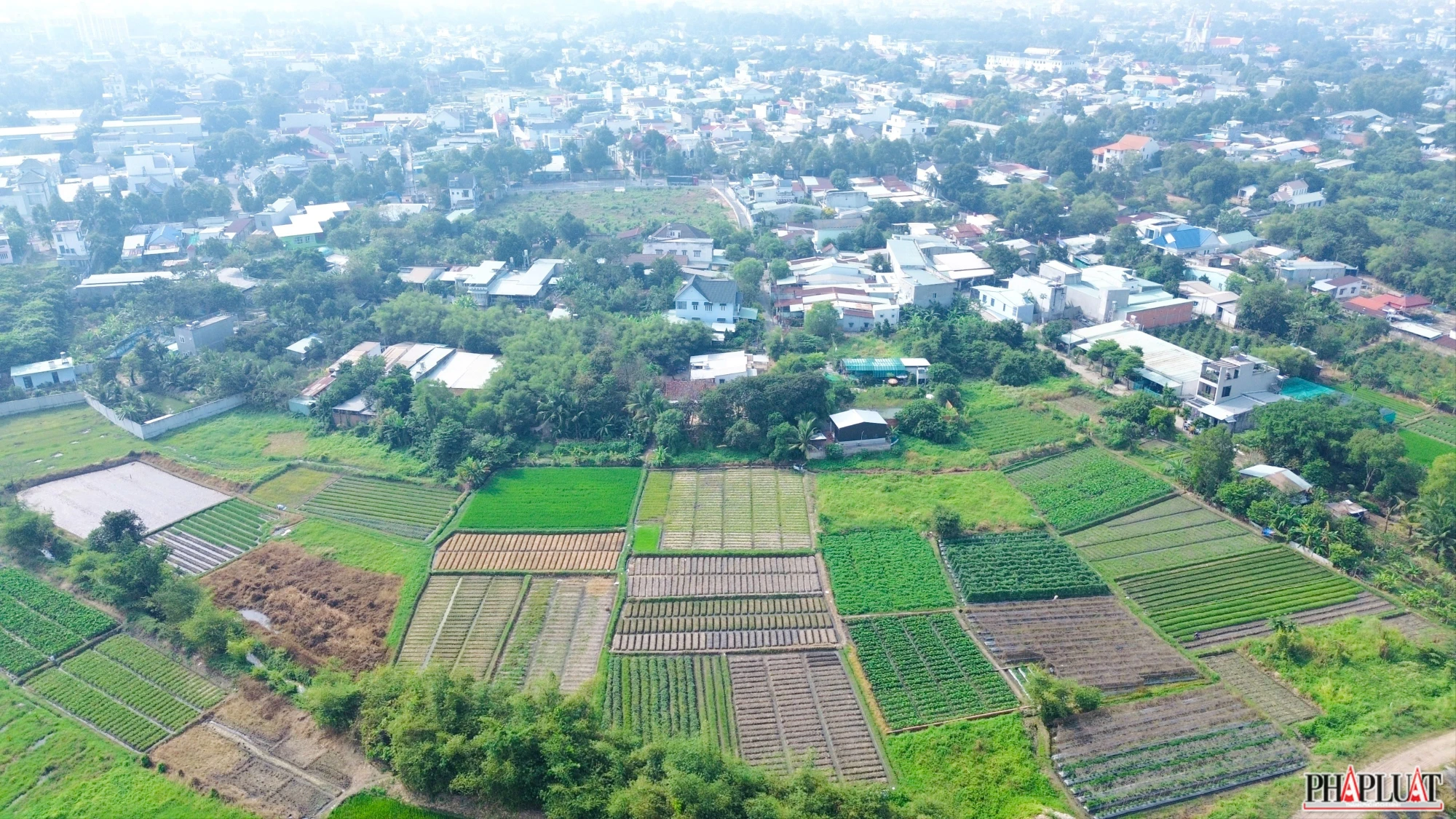 vụ kiệu tết