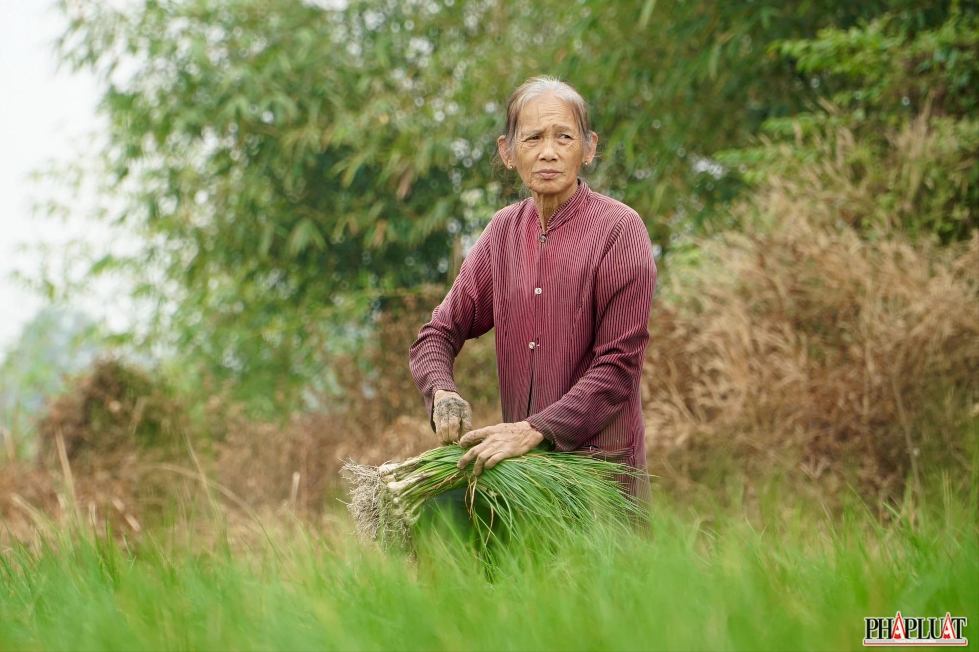 12 -vu-kieu-tet.jpg