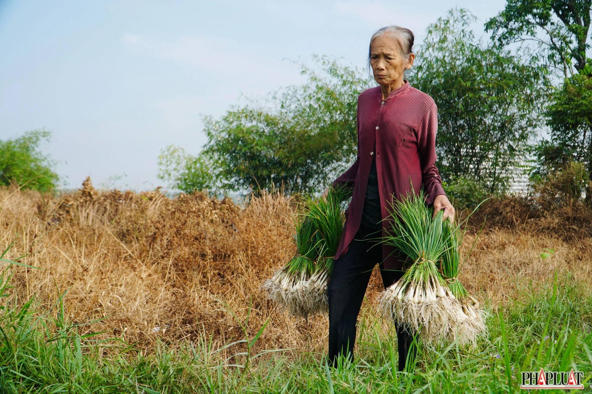 13 -vu-kieu-tet.jpg