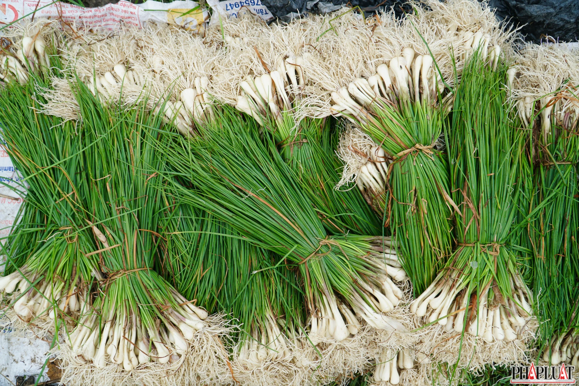5 -vu-kieu-tet.jpg