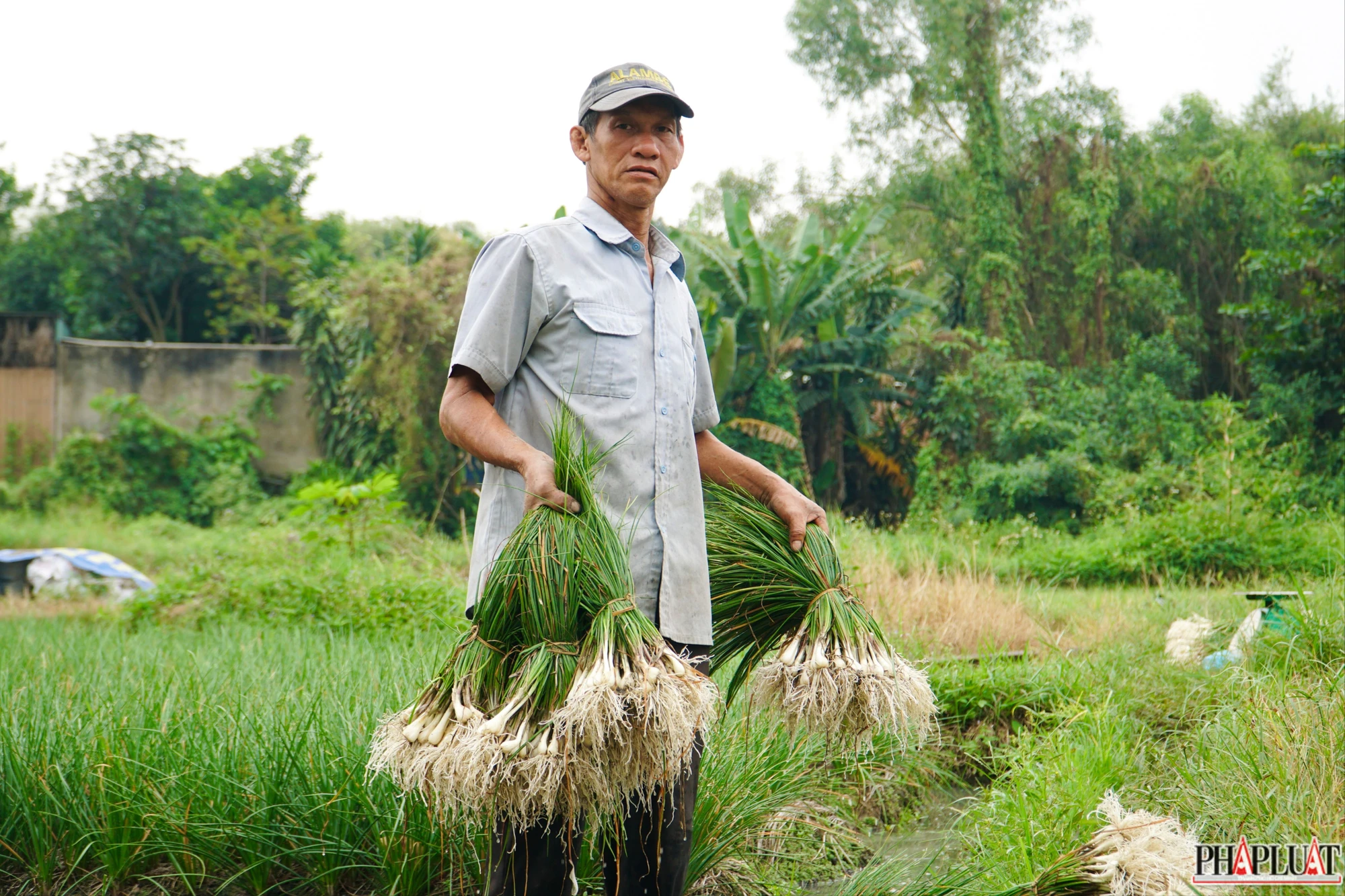 6 -vu-kieu-tet .jpg
