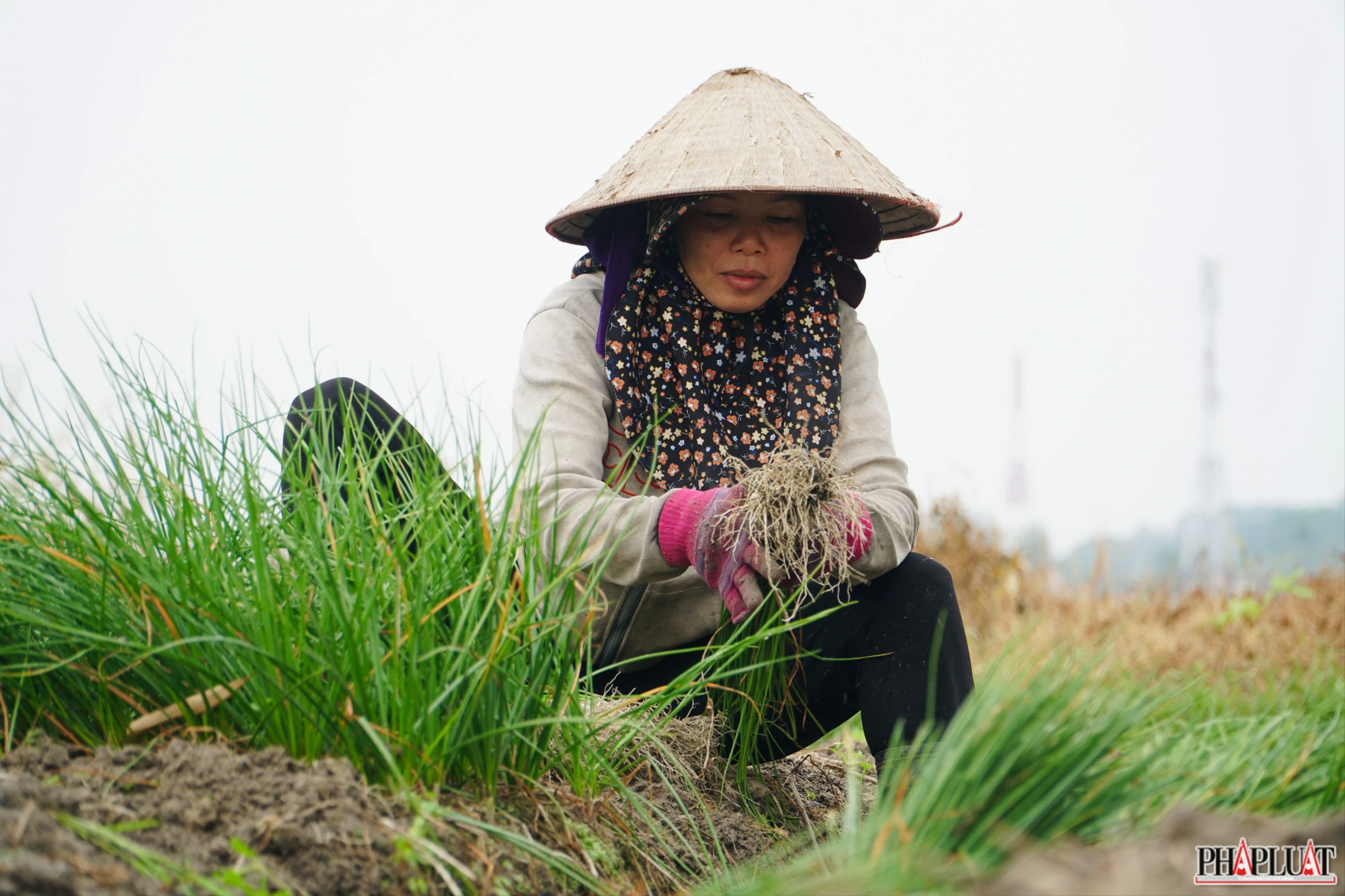 7 -vu-kieu-tet.jpg