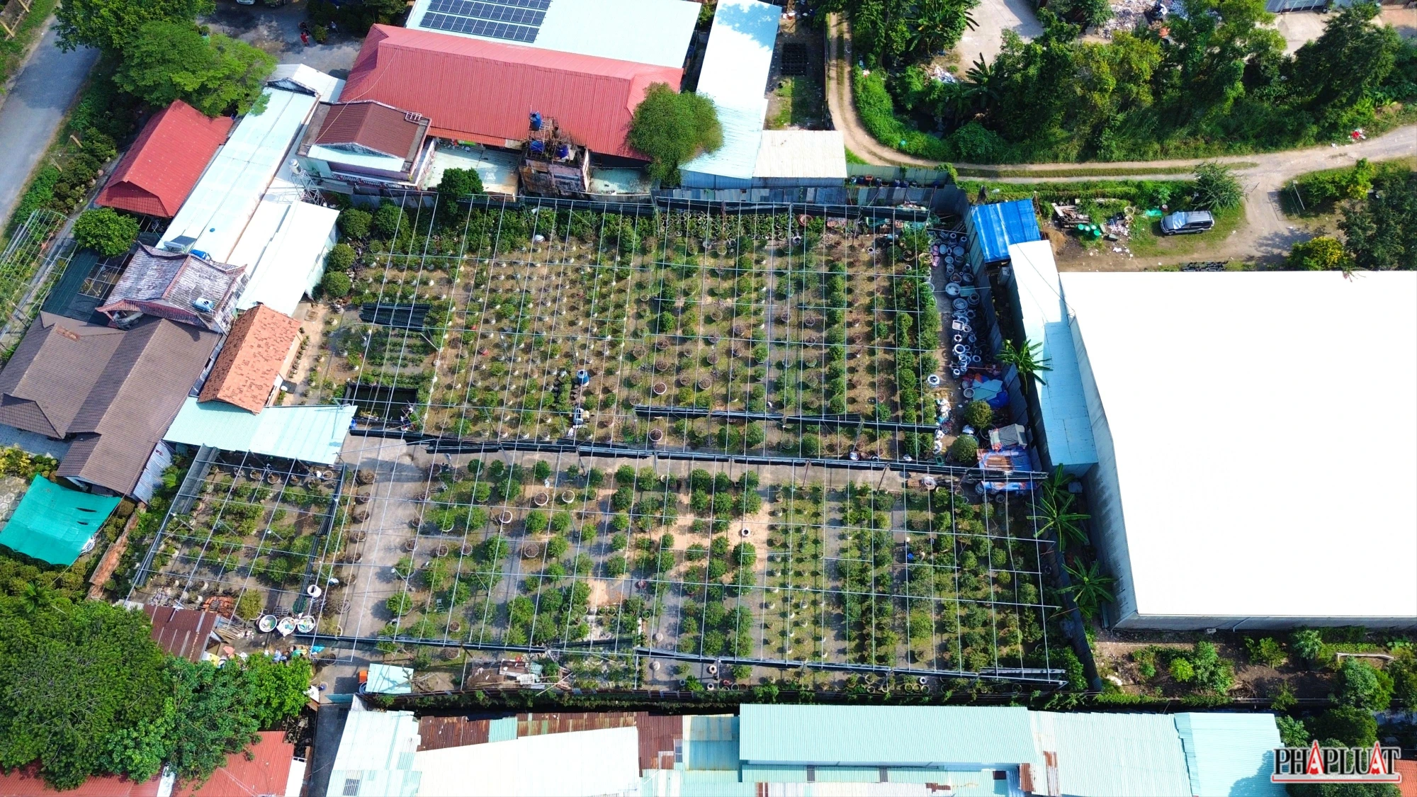 mai vàng quận 12