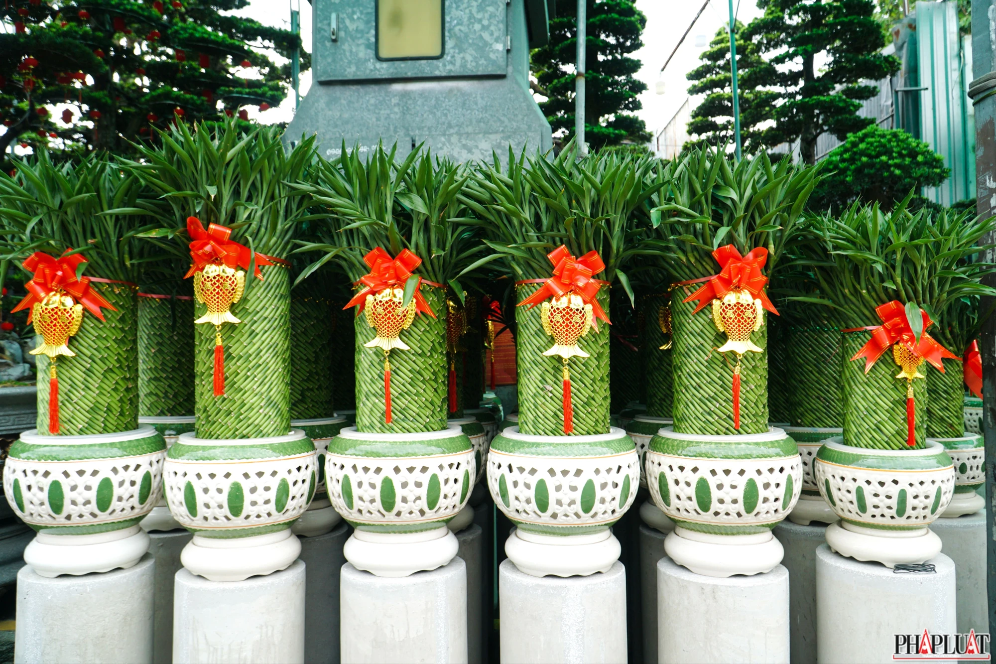 10 -cuc-mam-xoi.jpg