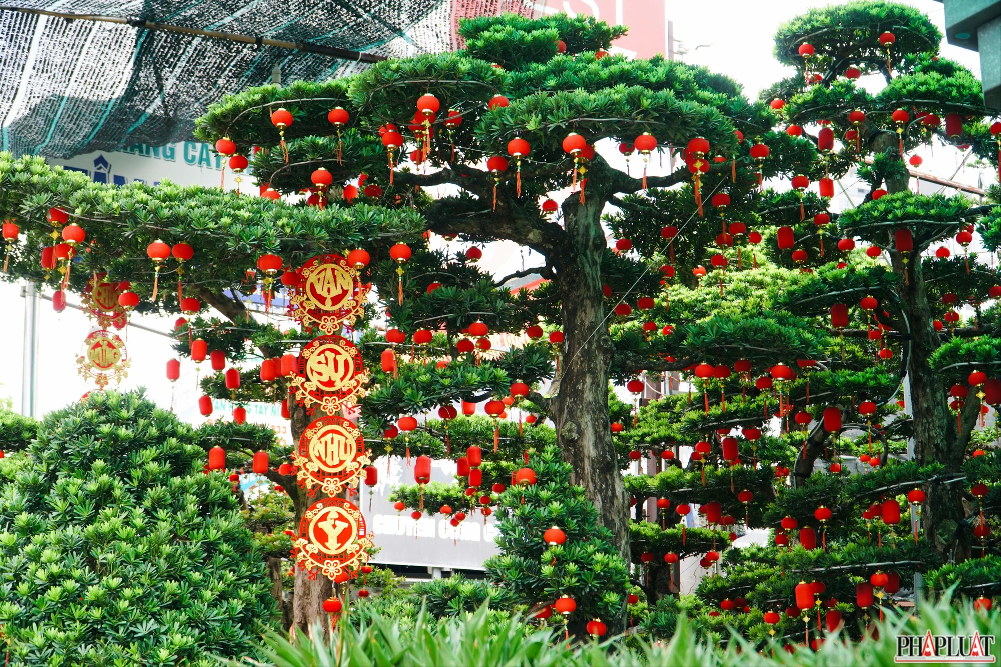 15 -cuc-mam-xoi.jpg