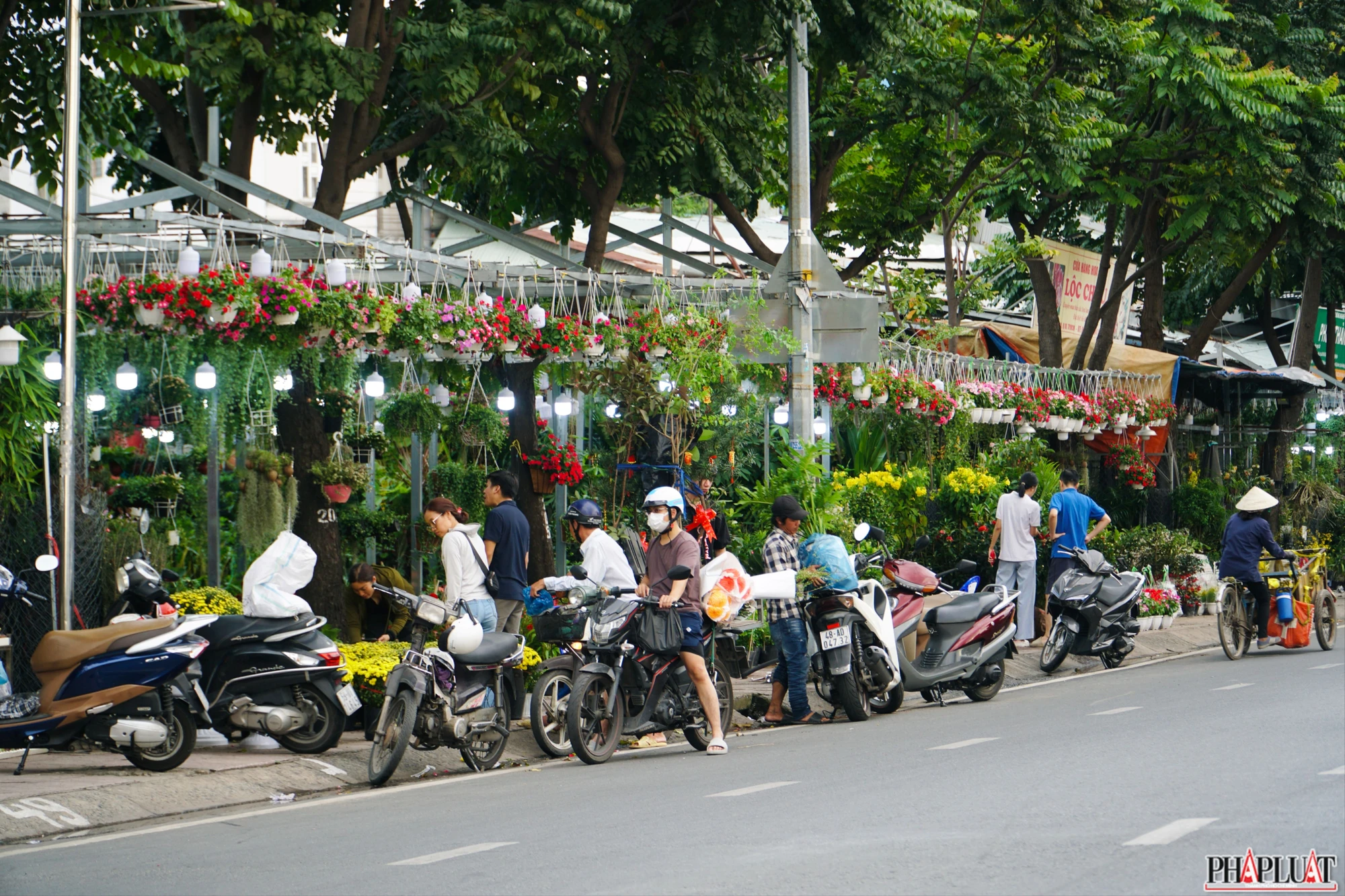 19 -cuc-mam-xoi.jpg