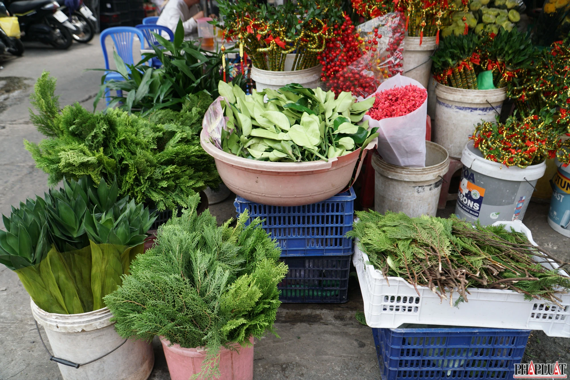 Trắc bách diệp