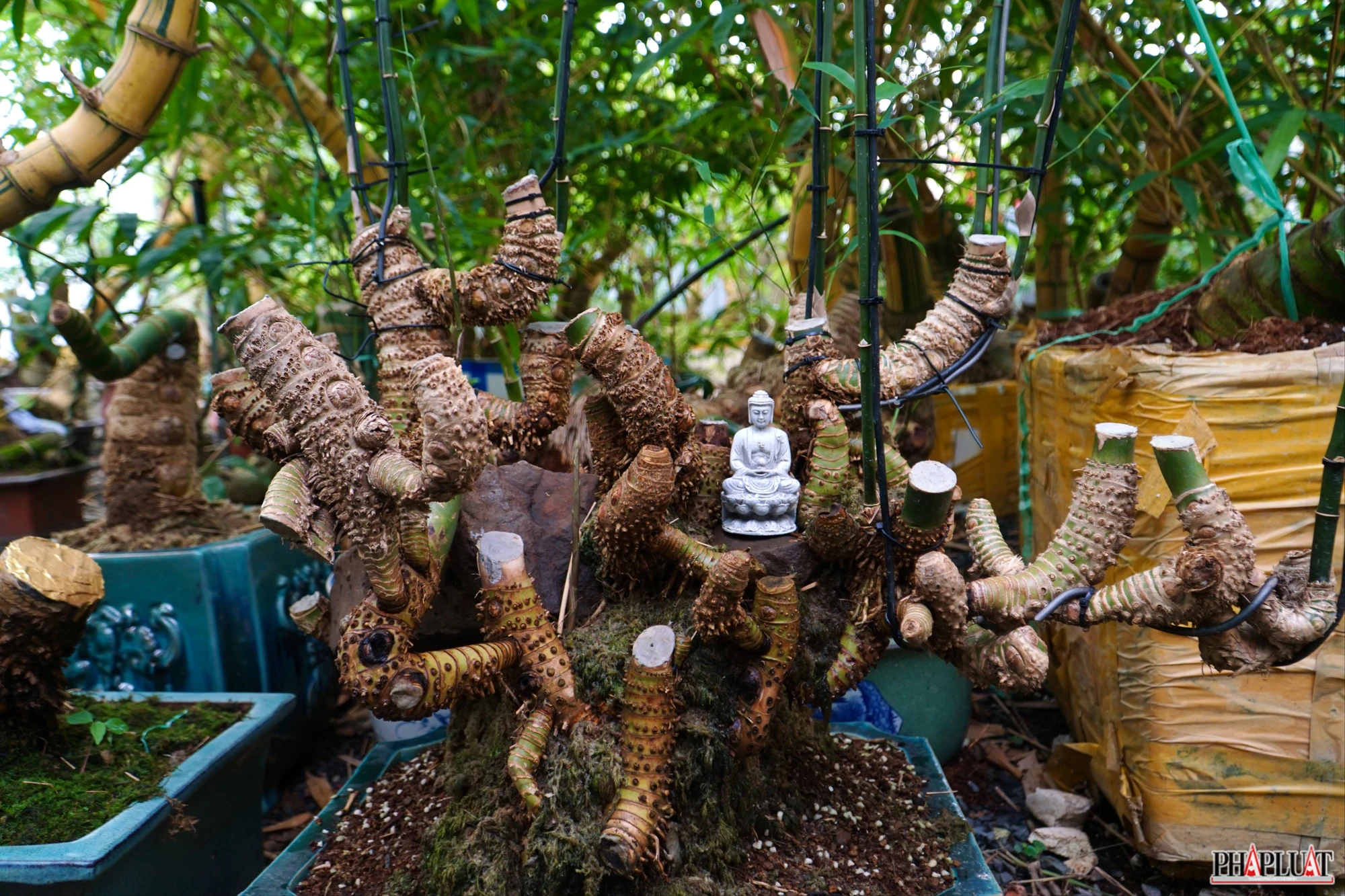 14 -chau-tre-bonsai.jpg