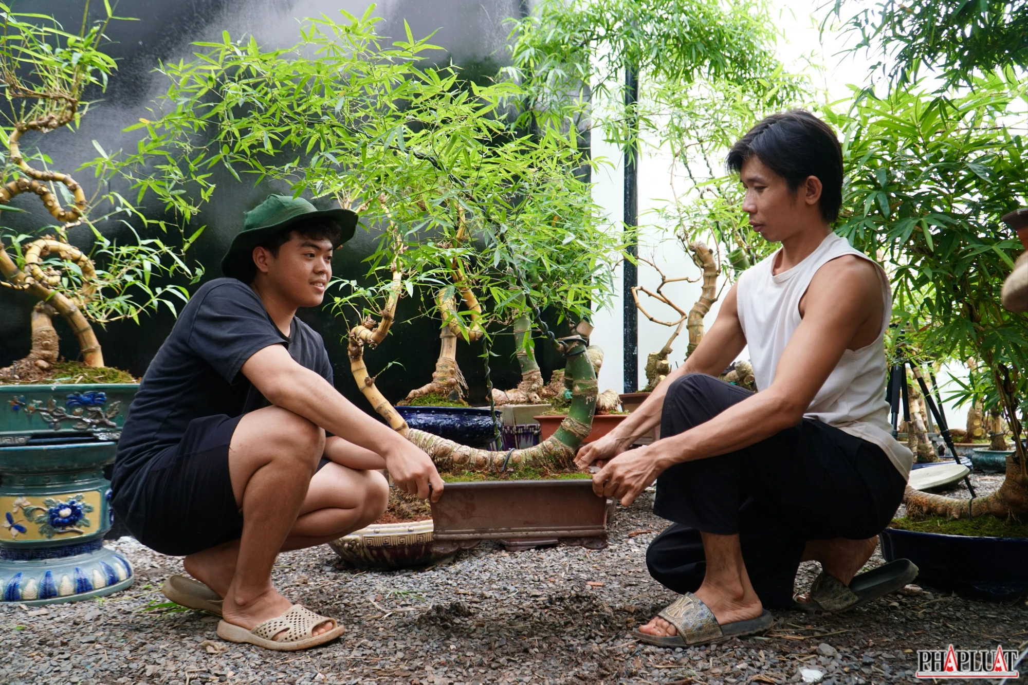 4 -chau-tre-bonsai.jpg