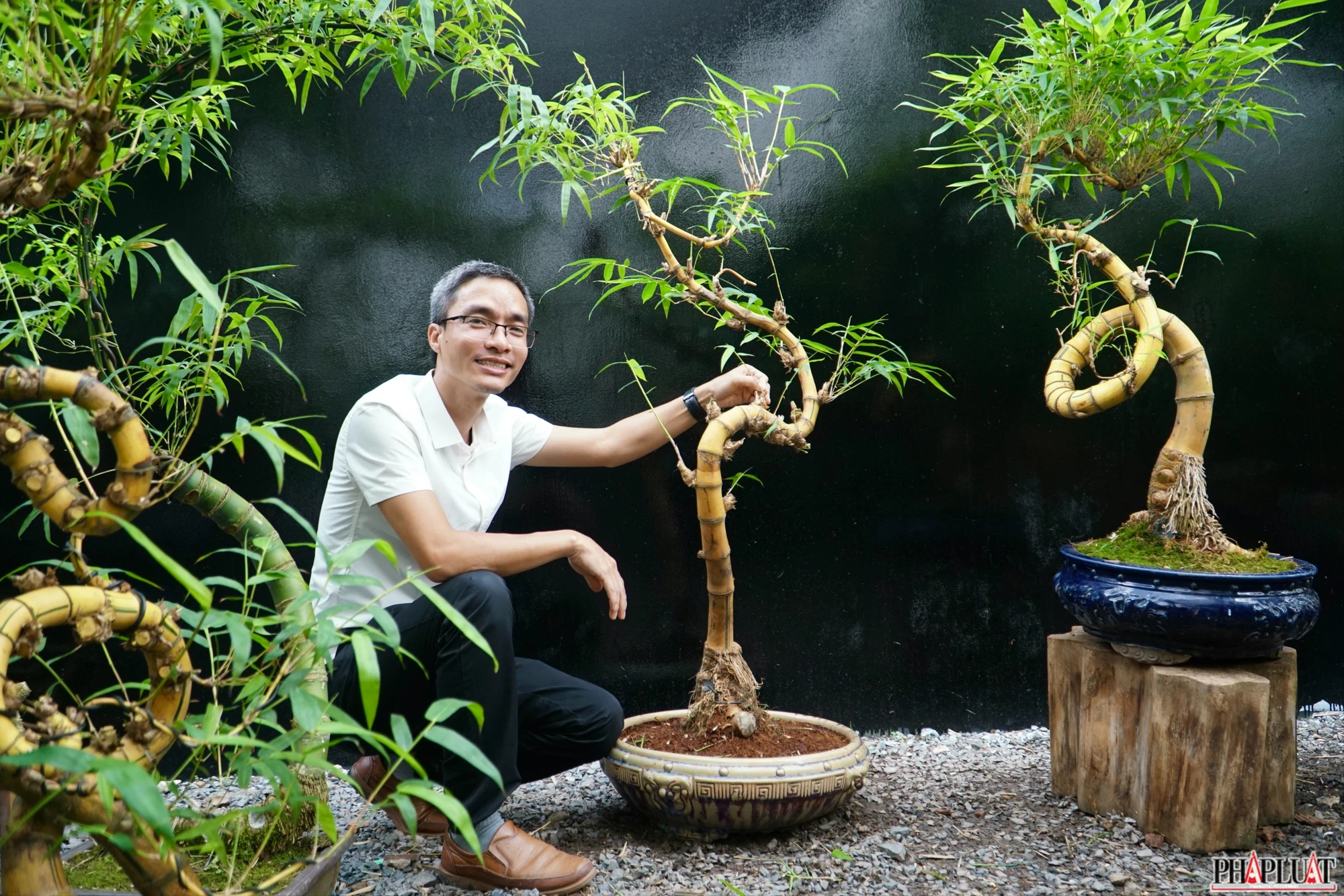 9.1 -chau-tre-bonsai 2.jpg