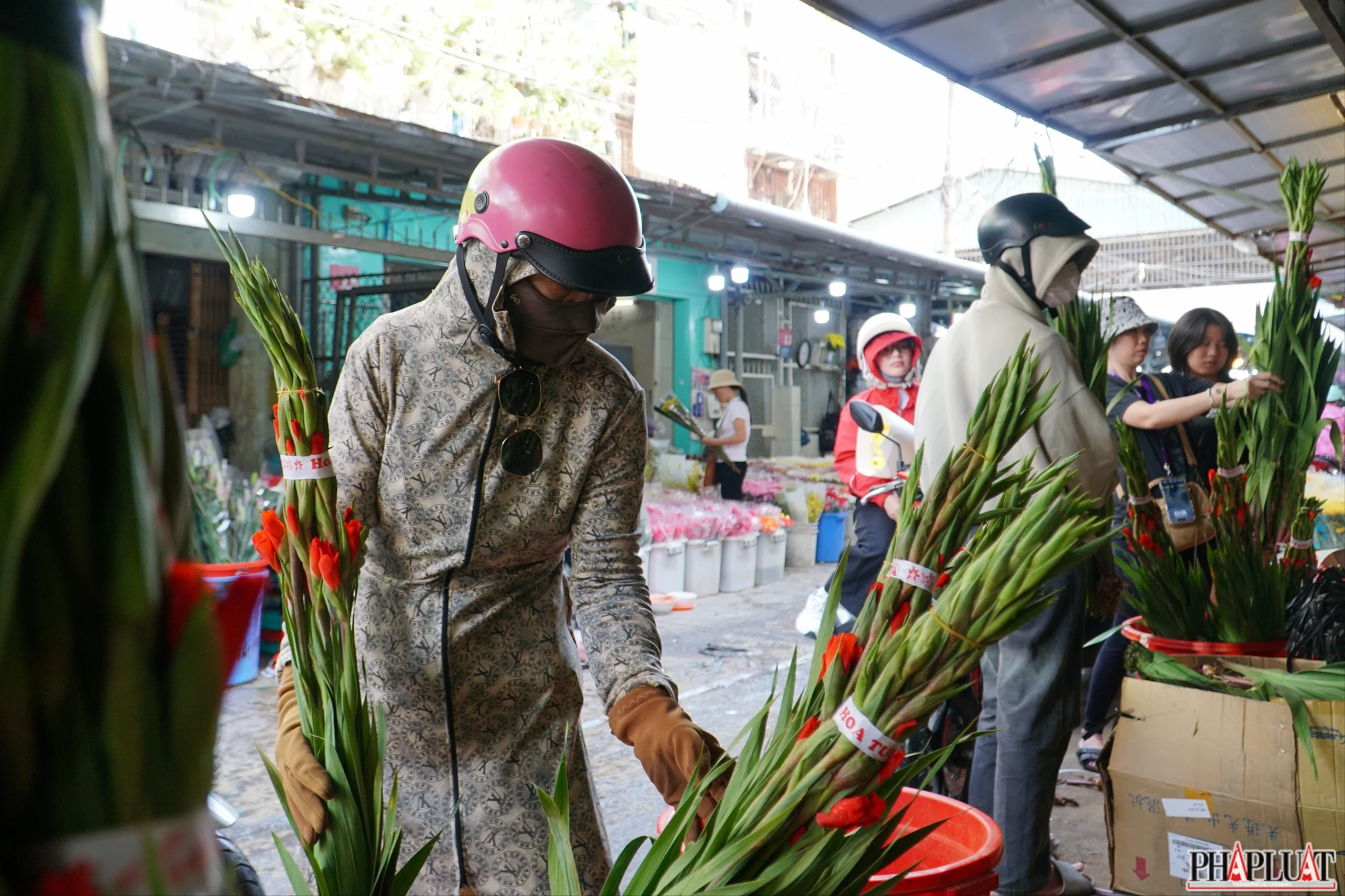 hoa đồng tiền