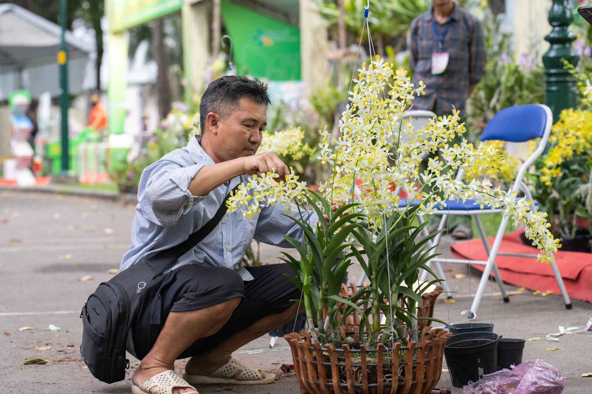 Ngoài việc trưng bày, Festival Hoa lan 2023 còn tổ chức các cuộc thi hoa lan giữa các nhà vườn. Ảnh: TIỂU MINH Ngoài việc trưng bày, Festival Hoa lan 2023 còn tổ chức các cuộc thi hoa lan giữa các nhà vườn. Ảnh: TIỂU MINH