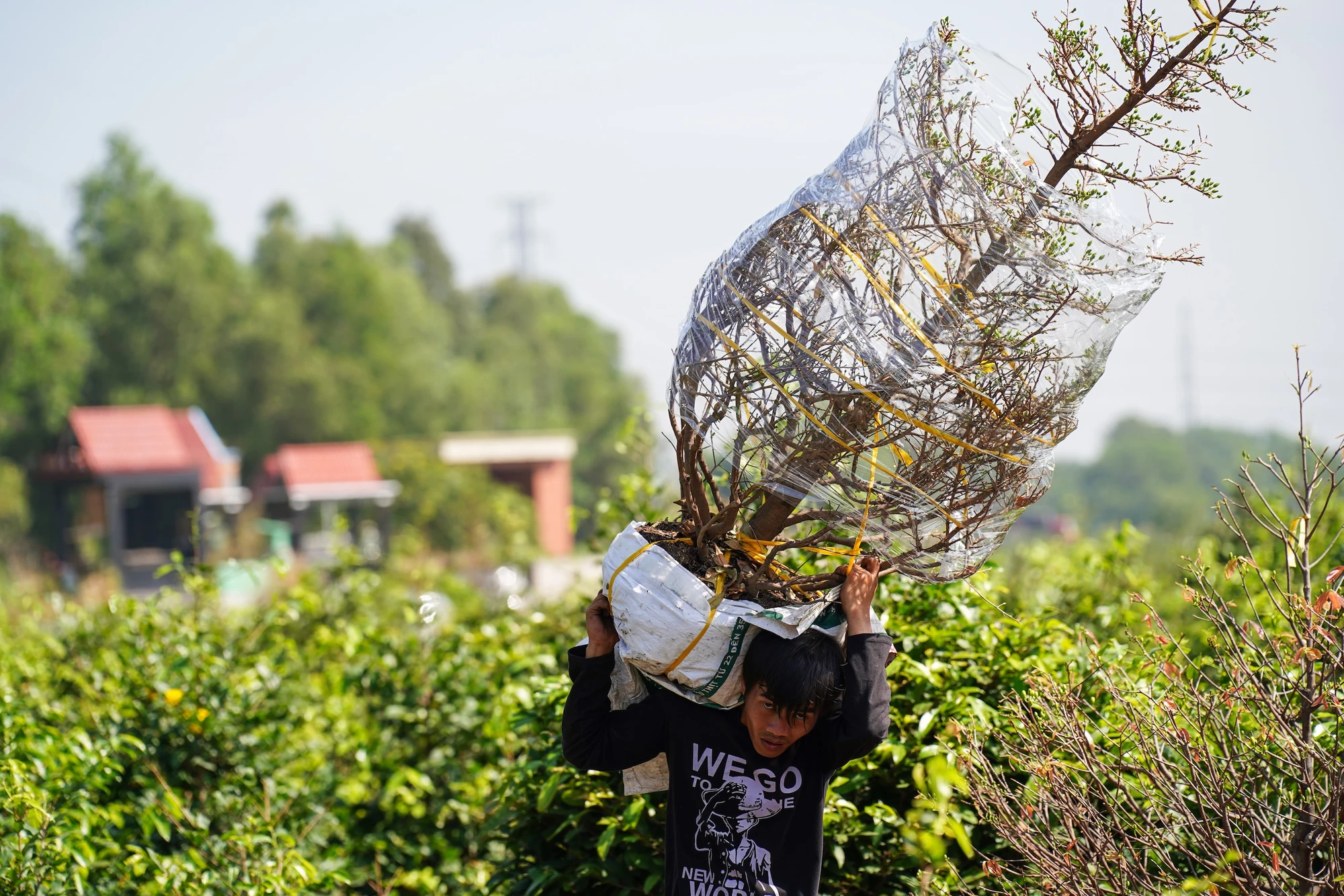 lang-mai-vang-binh-loi-2025-18.jpg