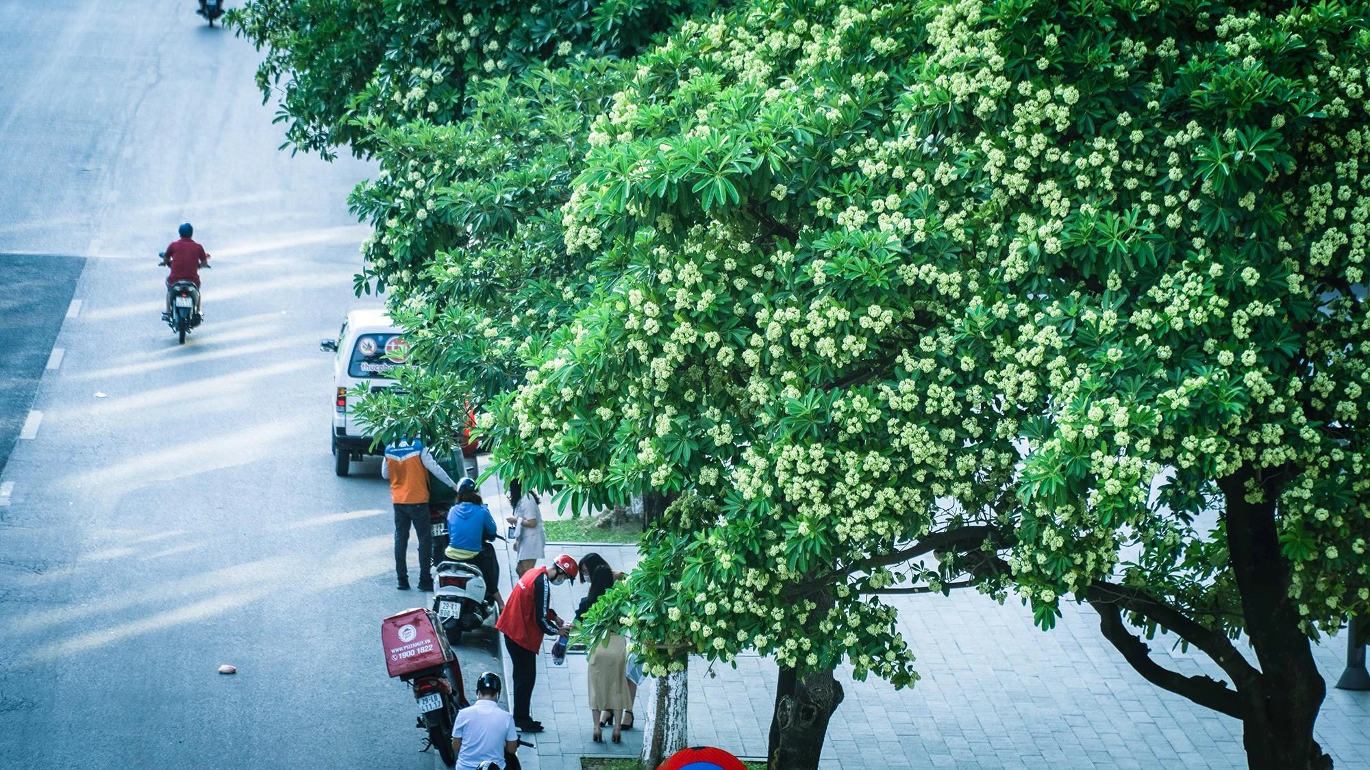 Hoa sữa trở thành một phần của Hà Nội, gần gũi, thân thuộc với cư dân sống nơi đây. Hoa sữa trở thành một phần của Hà Nội, gần gũi, thân thuộc với cư dân sống nơi đây.