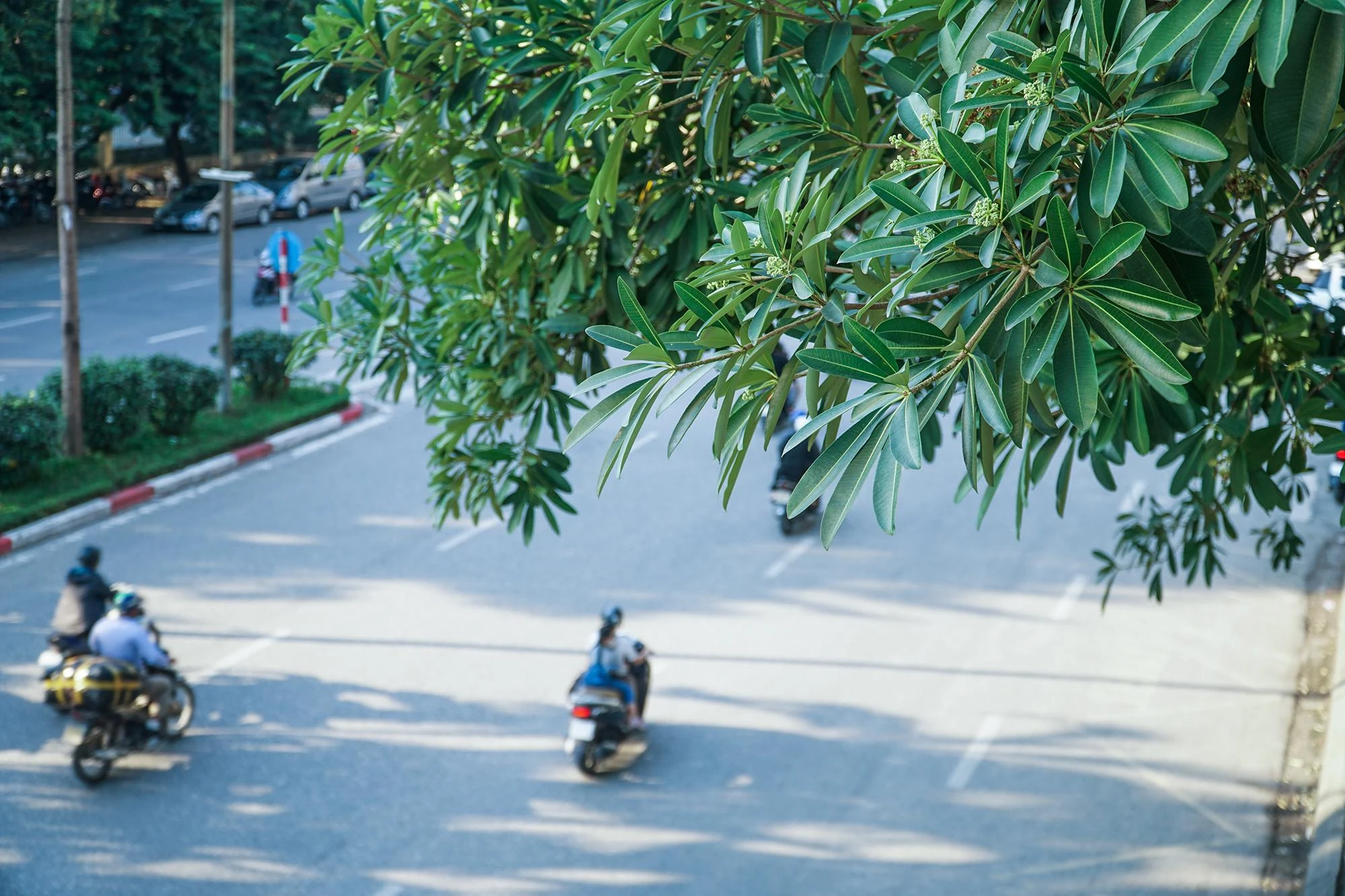 Mặc dù rất nhiều người thích mùi hoa sữa. Tuy nhiên, cũng không ít người cảm thấy khó chịu như bị “tra tấn” vì hoa sữa, nhất là ở một số các tuyến phố có mật độ cây được trồng nhiều. Mặc dù rất nhiều người thích mùi hoa sữa. Tuy nhiên, cũng không ít người cảm thấy khó chịu như bị “tra tấn” vì hoa sữa, nhất là ở một số các tuyến phố có mật độ cây được trồng nhiều.
