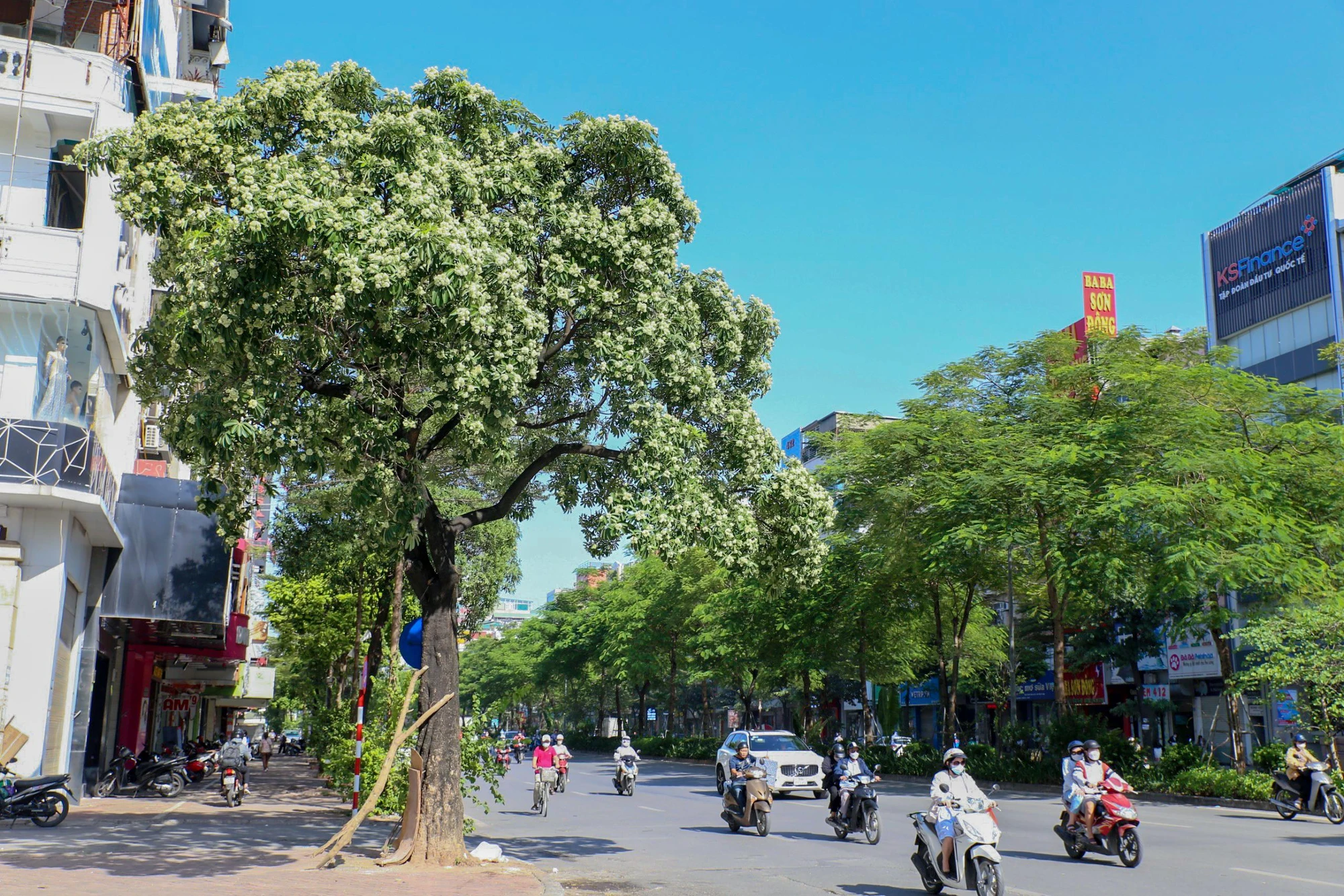 Hoa sữa là loài hoa gắn bó với mảnh đất thủ đô đã lâu, giờ đây nó đã trở thành một thứ “đặc sản” của Hà Nội cổ kính. Hương hoa sữa đã làm cho rất nhiều người nhớ nhung về thủ đô ngàn năm văn hiến Hà Nội. Hoa sữa là loài hoa gắn bó với mảnh đất thủ đô đã lâu, giờ đây nó đã trở thành một thứ “đặc sản” của Hà Nội cổ kính. Hương hoa sữa đã làm cho rất nhiều người nhớ nhung về thủ đô ngàn năm văn hiến Hà Nội.