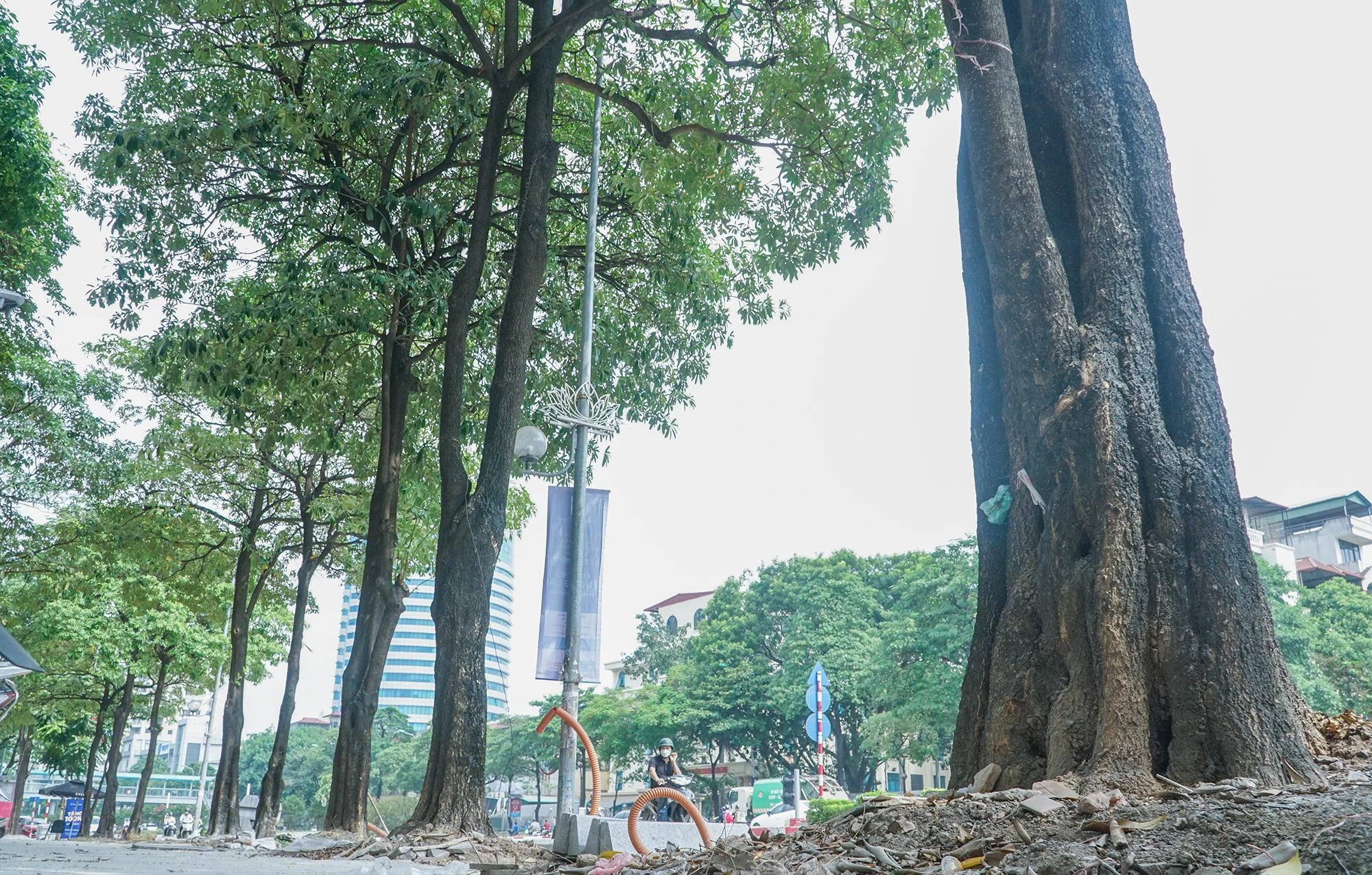 Những cây hoa sữa ở đây có tuổi đời khoảng 20 năm. Những cây hoa sữa ở đây có tuổi đời khoảng 20 năm.