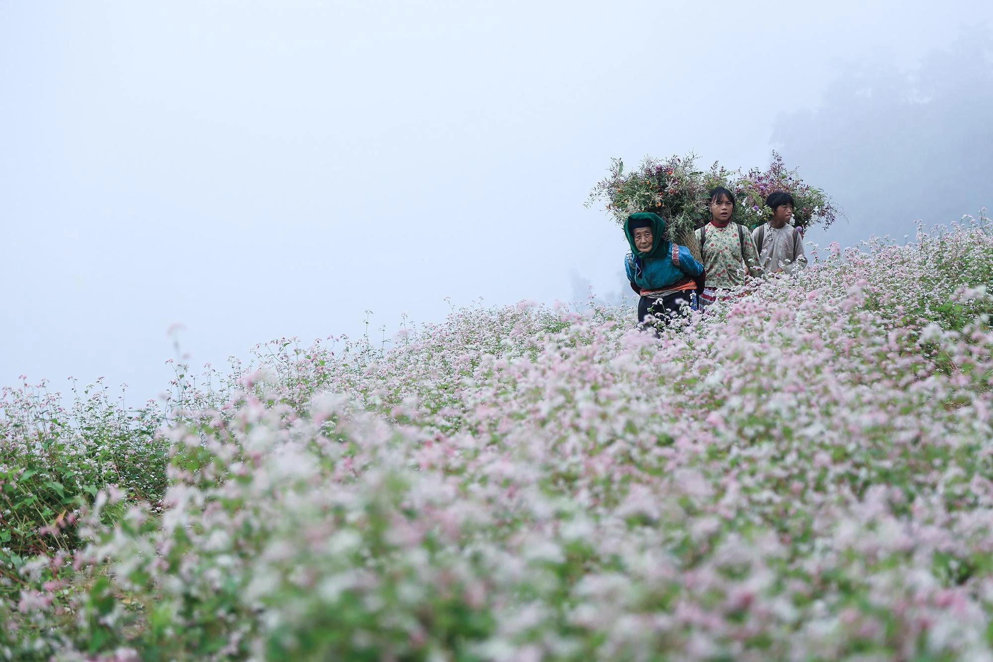 Loài hoa vùng cao nguyên đá này đã trở thành biểu tượng du lịch của Hà Giang. Với thương hiệu “đại sứ du lịch” của Hà Giang, hoa tam giác mạch không còn là loài cây vô danh trồng tự phát mà được chính quyền địa phương cấp giống và phân bón miễn phí để người dân trồng quanh nhà. Loài hoa vùng cao nguyên đá này đã trở thành biểu tượng du lịch của Hà Giang. Với thương hiệu “đại sứ du lịch” của Hà Giang, hoa tam giác mạch không còn là loài cây vô danh trồng tự phát mà được chính quyền địa phương cấp giống và phân bón miễn phí để người dân trồng quanh nhà.