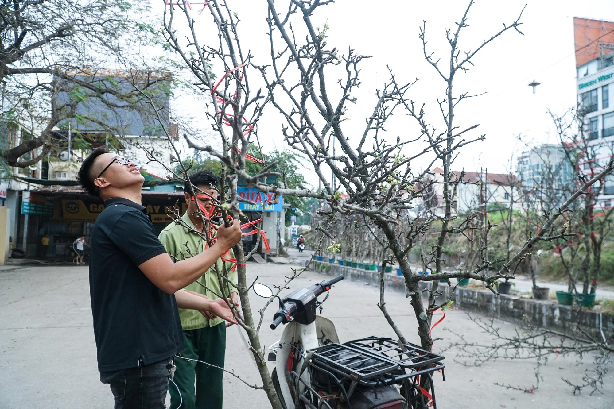Tiểu thương ở đây cho biết, hiện nay nhiều khách đã tới mua hoa lê về để chơi sớm. Tiểu thương ở đây cho biết, hiện nay nhiều khách đã tới mua hoa lê về để chơi sớm.
