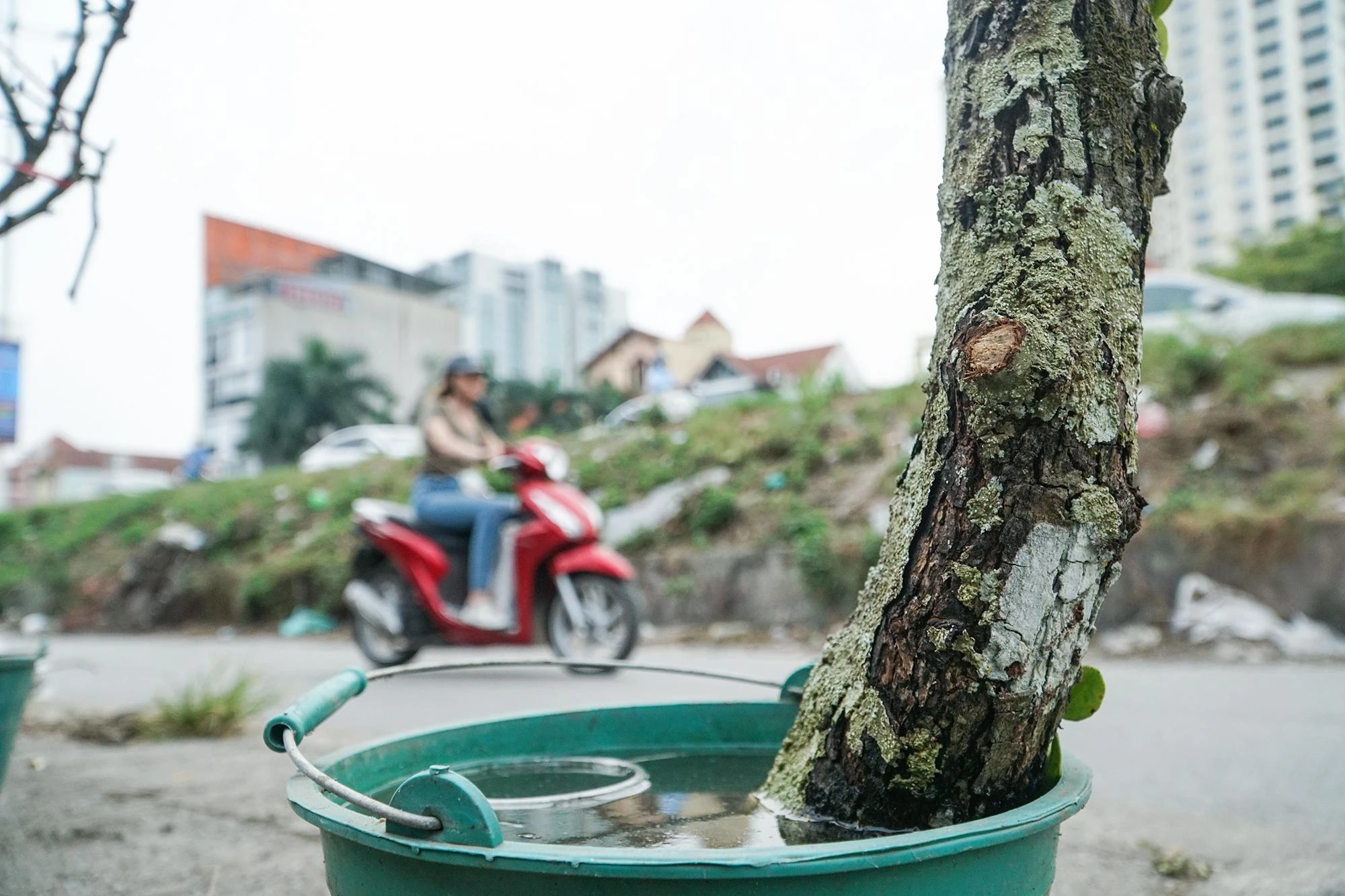 Những cành hoa lê phủ đầy địa y, rêu mốc, mang đặc trưng của miền sơn cước. Chúng được được cắm vào nước để giữ cho hoa tươi lâu. Những cành hoa lê phủ đầy địa y, rêu mốc, mang đặc trưng của miền sơn cước. Chúng được được cắm vào nước để giữ cho hoa tươi lâu.