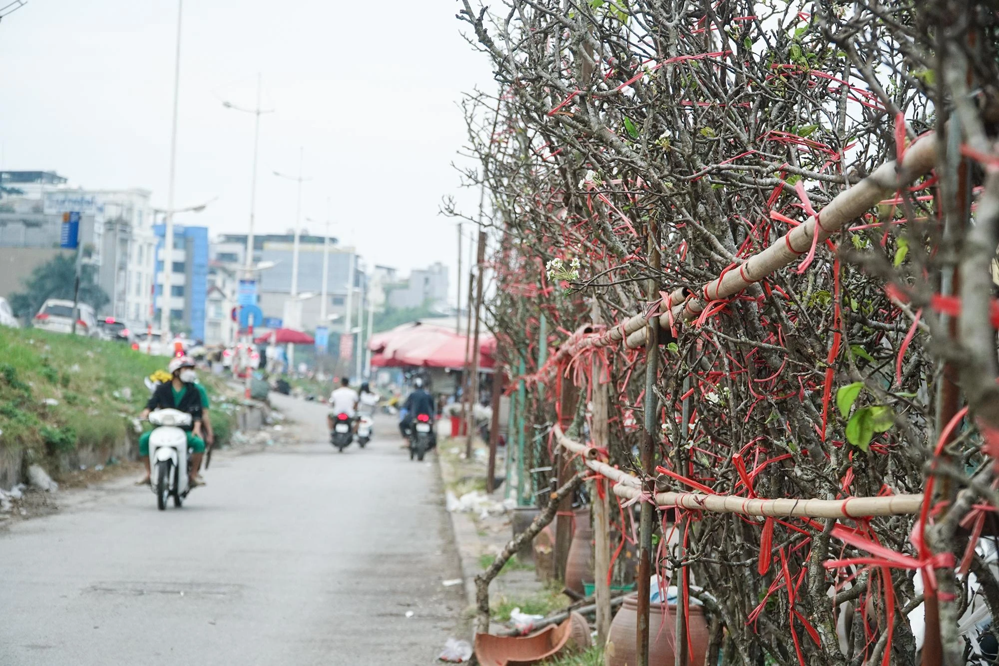Hàng trăm cành hoa lê được người bán dựng dọc hai bên bờ đê chợ hoa Quảng Bá thu hút mọi ánh nhìn. Nhiều người nhìn qua tưởng hoa mai trắng hoặc hoa mận nhưng tới gần mới thấy hoa lê có vẻ đẹp rất khác lạ. Hàng trăm cành hoa lê được người bán dựng dọc hai bên bờ đê chợ hoa Quảng Bá thu hút mọi ánh nhìn. Nhiều người nhìn qua tưởng hoa mai trắng hoặc hoa mận nhưng tới gần mới thấy hoa lê có vẻ đẹp rất khác lạ.