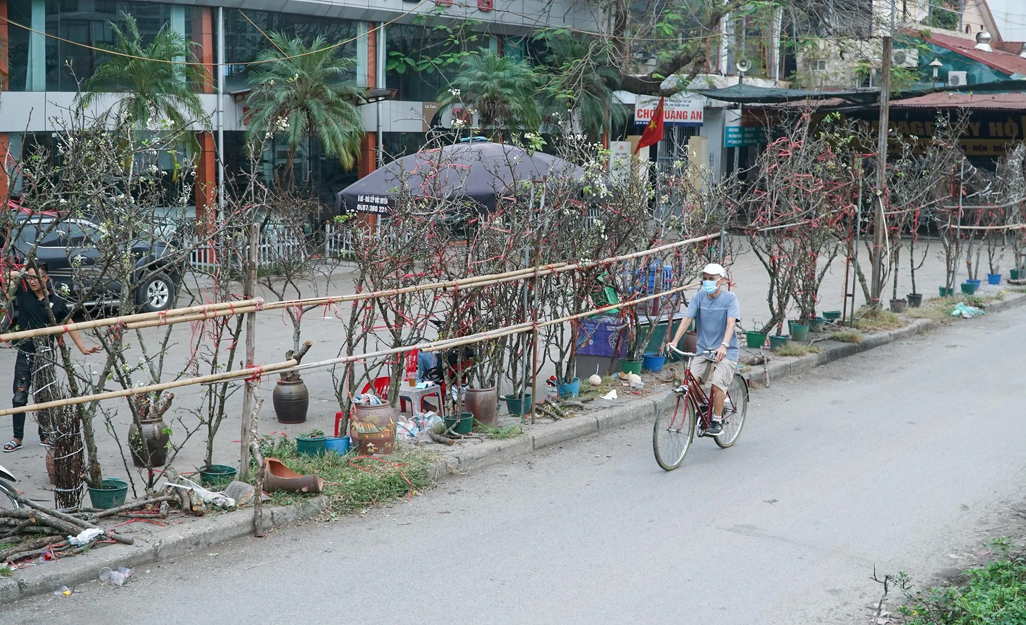 Giá mỗi cành lê dao động từ vài trăm đến vài triệu đồng, tùy thuộc vào độ to nhỏ, dáng thế của cành hoa. Giá mỗi cành lê dao động từ vài trăm đến vài triệu đồng, tùy thuộc vào độ to nhỏ, dáng thế của cành hoa.
