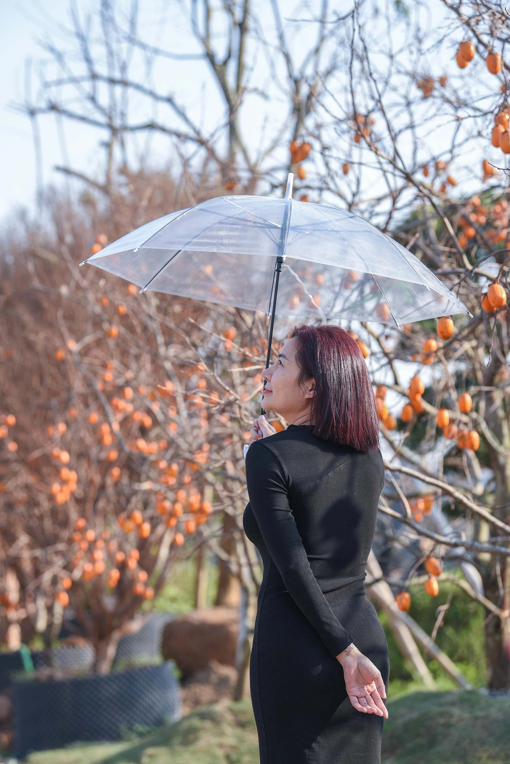 Hồng Mộc Châu có hai loại: Hồng giòn và hồng chát. Hồng chát chín rộ vào khoảng tháng 11–12. Tuy nhiên, nó lại là đồ trang trí nhiều người yêu thích. Hết thu, sang đông, cây rụng hết lá, chỉ còn lại cành và quả chín mọng tạo nên không gian chụp ảnh lý tưởng. Hồng Mộc Châu có hai loại: Hồng giòn và hồng chát. Hồng chát chín rộ vào khoảng tháng 11–12. Tuy nhiên, nó lại là đồ trang trí nhiều người yêu thích. Hết thu, sang đông, cây rụng hết lá, chỉ còn lại cành và quả chín mọng tạo nên không gian chụp ảnh lý tưởng.