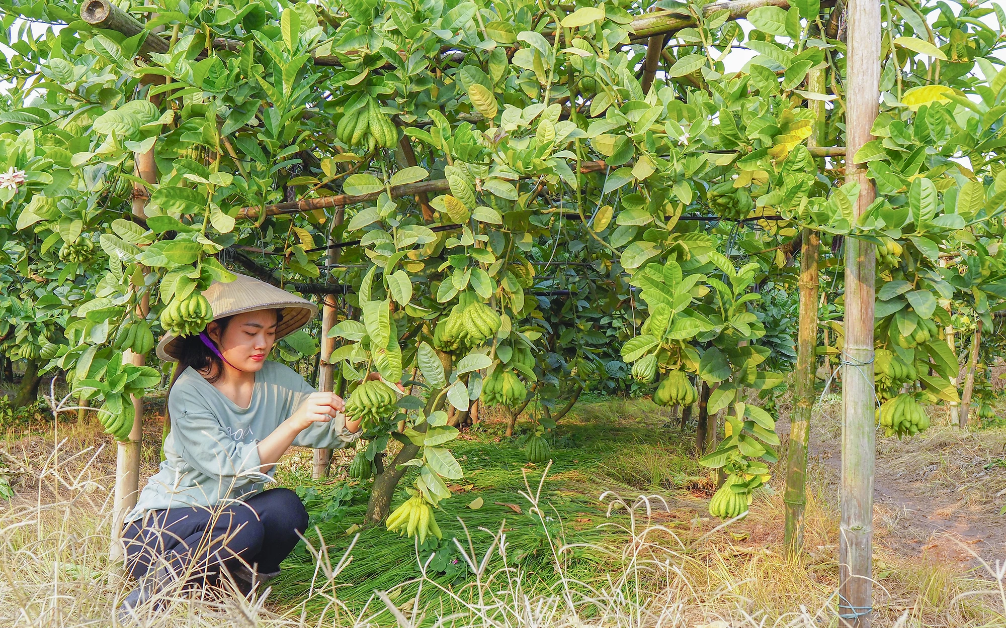 Nếu thời tiết thuận lợi, cộng với việc người trồng có tay nghề cao, nắm vững kỹ thuật tạo hình thì sẽ cho ra những quả phật thủ có giá tiền triệu. Nếu thời tiết thuận lợi, cộng với việc người trồng có tay nghề cao, nắm vững kỹ thuật tạo hình thì sẽ cho ra những quả phật thủ có giá tiền triệu.