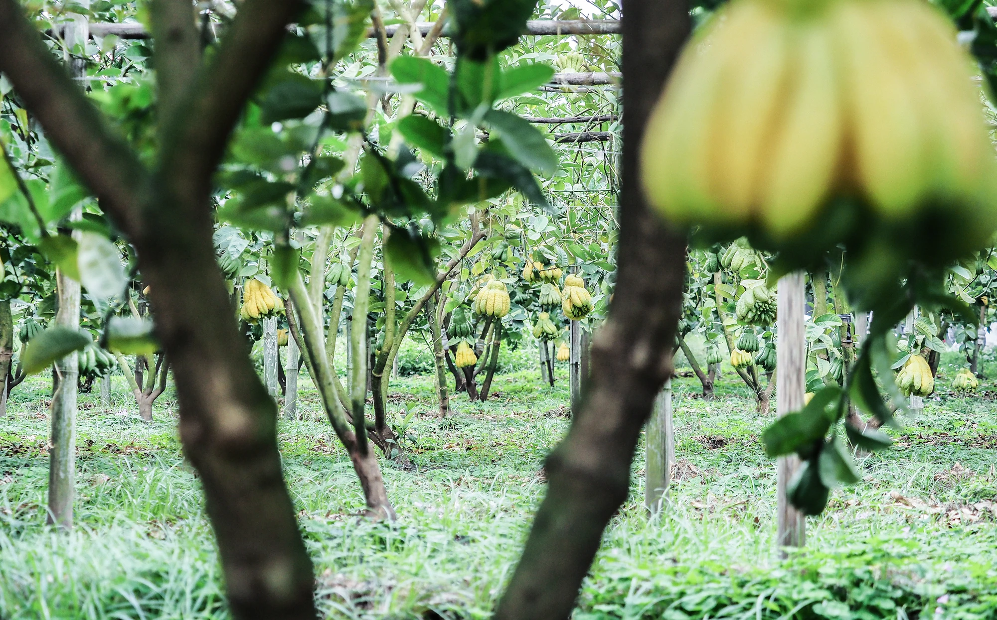 Khi chín, phật thủ mang hương thơm dịu nhẹ nên rất được ưa chuộng trong ngày đầu xuân năm mới. Những quả to, hội tụ đủ các yếu tố "thịnh - suy - vi - thái" theo tín ngưỡng của dân gian thường có giá bán khá cao. Khi chín, phật thủ mang hương thơm dịu nhẹ nên rất được ưa chuộng trong ngày đầu xuân năm mới. Những quả to, hội tụ đủ các yếu tố "thịnh - suy - vi - thái" theo tín ngưỡng của dân gian thường có giá bán khá cao.