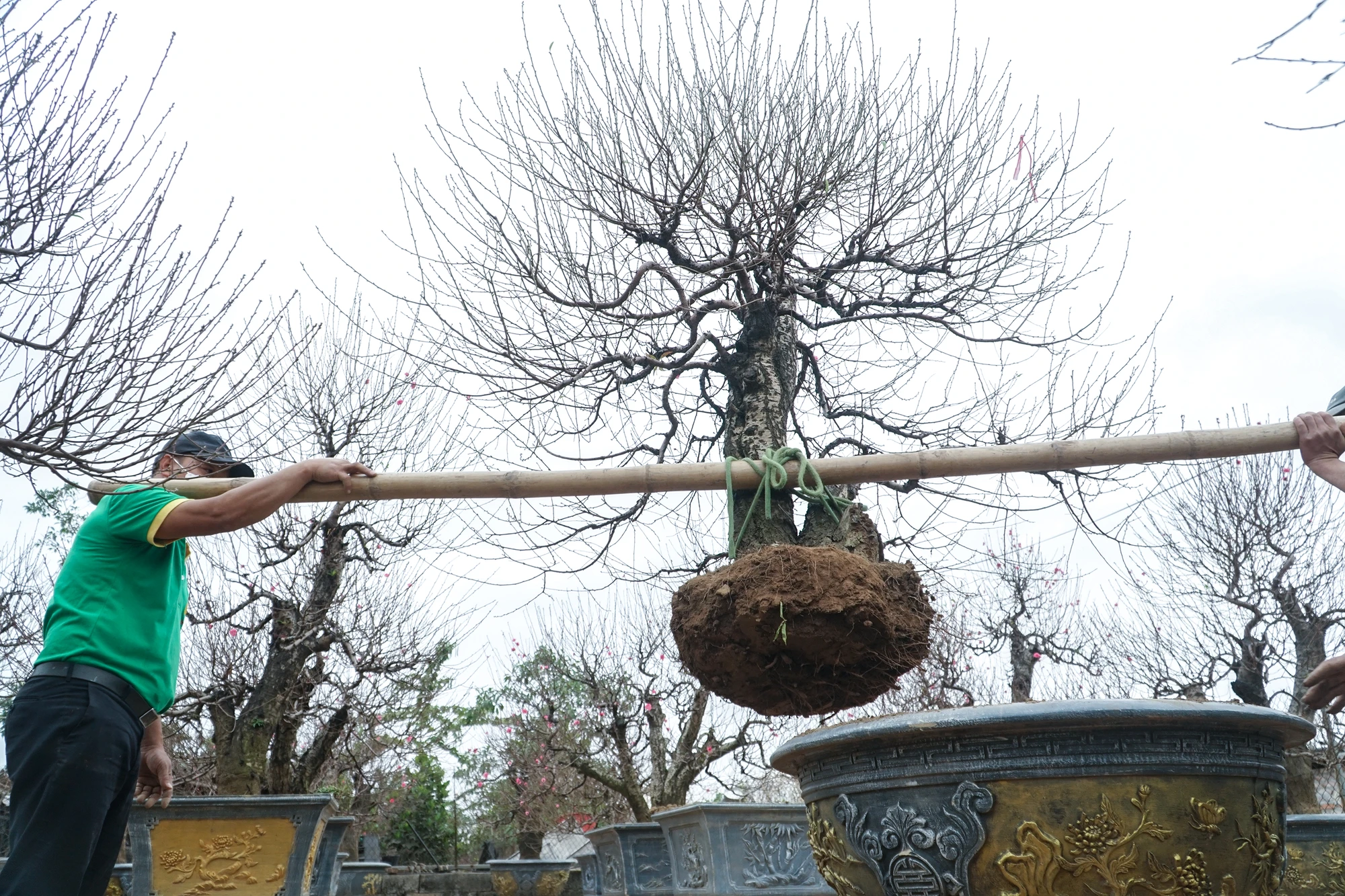 Ghi nhận tại vườn đào Nhật Tân, TP Hà Nội những ngày cuối năm, lượng người ra vào tấp nập. Ghi nhận tại vườn đào Nhật Tân, TP Hà Nội những ngày cuối năm, lượng người ra vào tấp nập.