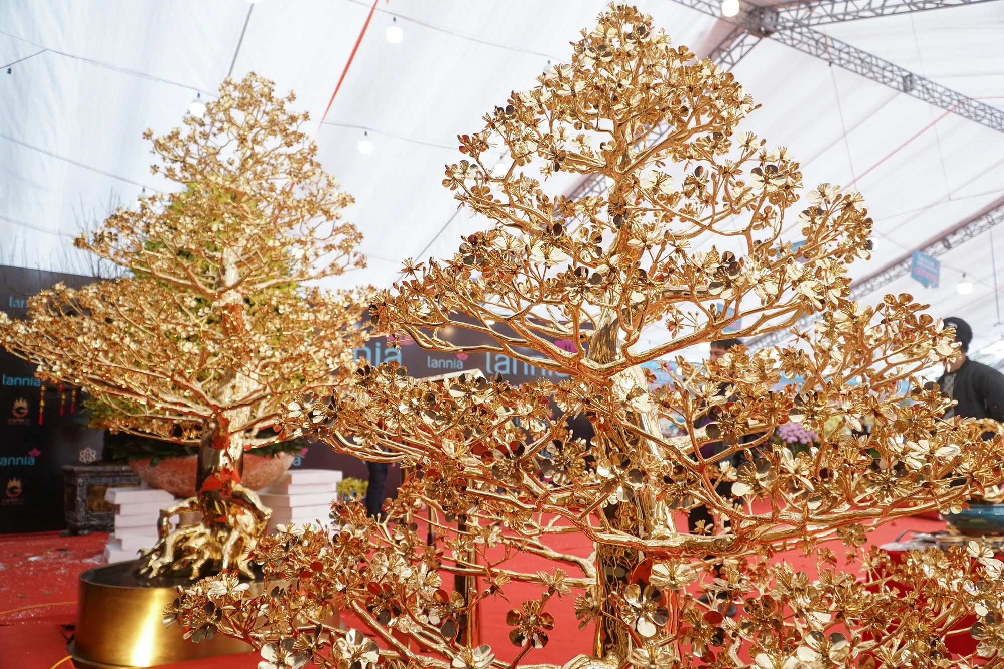 Nhiều người quan niệm, màu vàng óng của cây mai tạo nên vẻ sang trọng, quý phái, "hút" tài lộc. Nhiều người quan niệm, màu vàng óng của cây mai tạo nên vẻ sang trọng, quý phái, "hút" tài lộc.