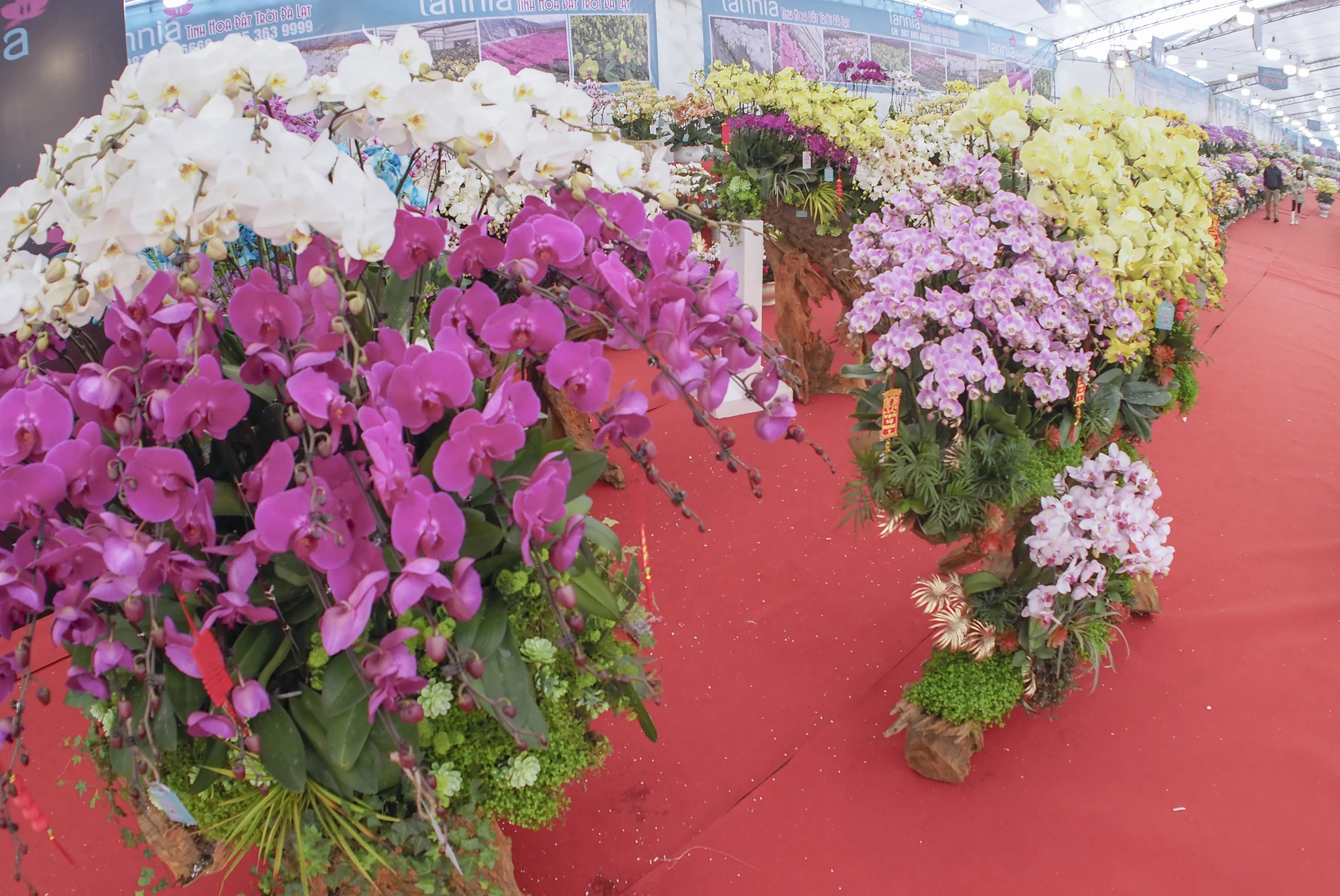 Lan Hồ Điệp là loài hoa được nhiều người ưa chuộng bởi vẻ đẹp về hình dáng, màu sắc đa dạng và nổi tiếng là loài hoa lâu tàn nhất.