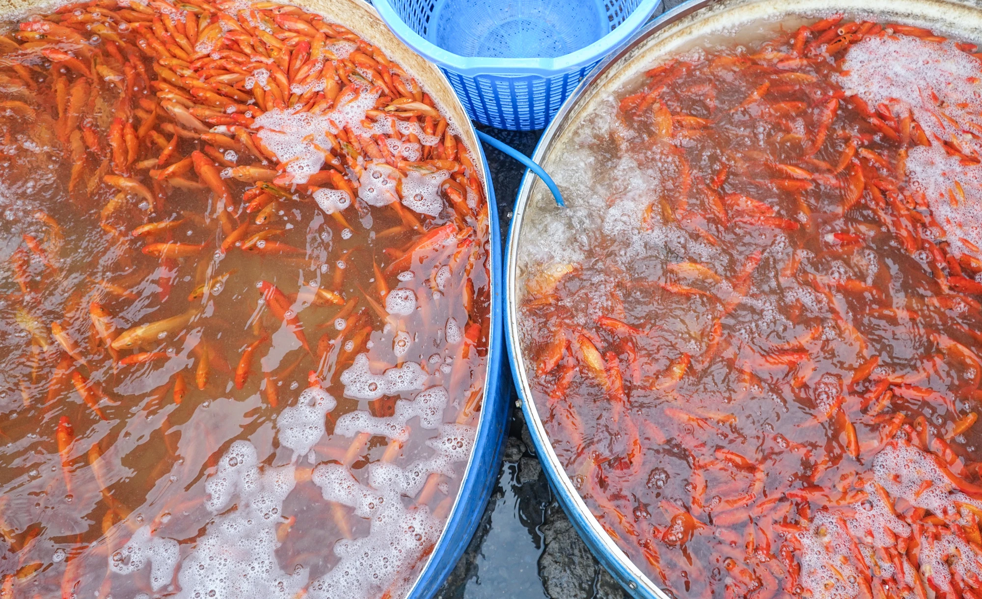 "Năm trước giá cá vàng phóng sinh từ 270.000-300.000/kg thì năm nay chỉ dao động từ 50.00-80.000/kg tùy vào kích cỡ của cá"- một tiểu thương cho biết. "Năm trước giá cá vàng phóng sinh từ 270.000-300.000/kg thì năm nay chỉ dao động từ 50.00-80.000/kg tùy vào kích cỡ của cá"- một tiểu thương cho biết.