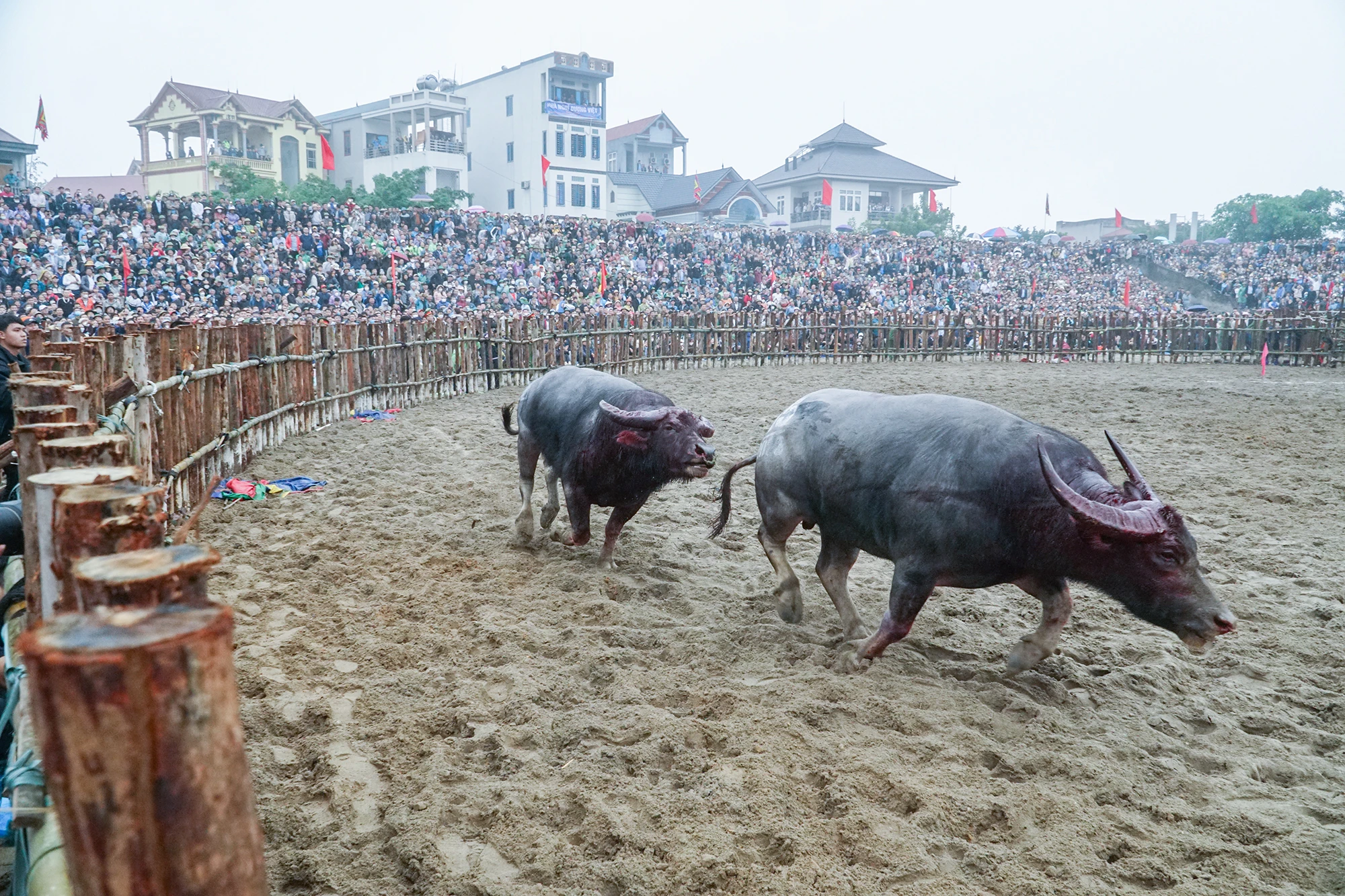 Trong sân, những ông cầu ra sức trổ tài, thi triển những đòn đánh đã được các chủ trâu huấn luyện kỹ lưỡng. Nhiều ông Cầu không chịu được những miếng đánh hiểm của đối phương phải bỏ chạy. Trong sân, những ông cầu ra sức trổ tài, thi triển những đòn đánh đã được các chủ trâu huấn luyện kỹ lưỡng. Nhiều ông Cầu không chịu được những miếng đánh hiểm của đối phương phải bỏ chạy.