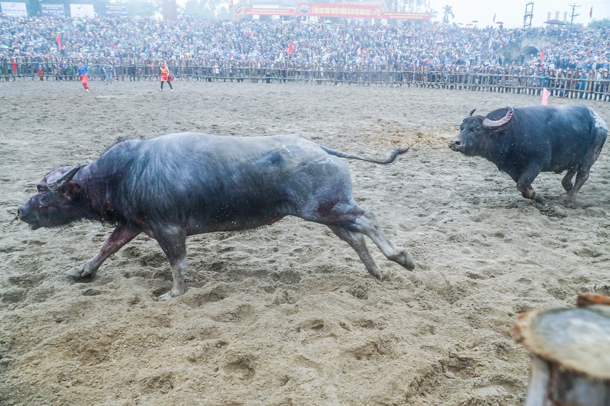 Với lối đánh hiểm hóc "dành tặng" cho đối thủ của mình, năm nay ông cầu số 08 đã vô địch tại lễ hội chọi trâu. Tất cả các con trâu dù thắng hay thua đều sẽ được giết thịt để tế Thành hoàng làng và phục vụ nhu cầu của người dân và du khách. Với lối đánh hiểm hóc "dành tặng" cho đối thủ của mình, năm nay ông cầu số 08 đã vô địch tại lễ hội chọi trâu. Tất cả các con trâu dù thắng hay thua đều sẽ được giết thịt để tế Thành hoàng làng và phục vụ nhu cầu của người dân và du khách.