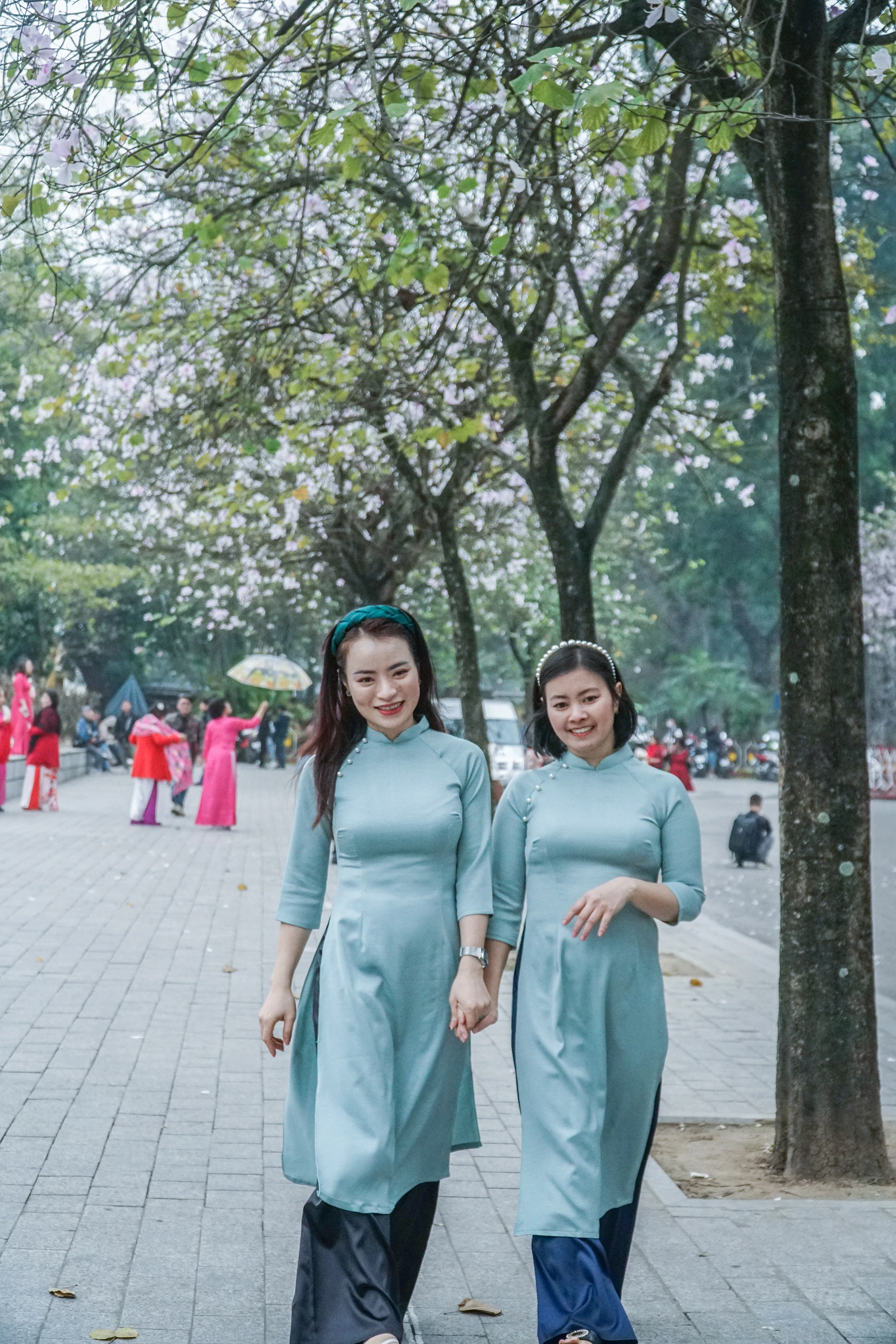 Ban loài cây đặc trưng của núi rừng Tây Bắc, nhưng từ hàng chục năm nay đã được đưa về trồng ở nhiều tuyến phố gần Lăng Chủ tịch Hồ Chí Minh và quảng trường Ba Đình. Ban loài cây đặc trưng của núi rừng Tây Bắc, nhưng từ hàng chục năm nay đã được đưa về trồng ở nhiều tuyến phố gần Lăng Chủ tịch Hồ Chí Minh và quảng trường Ba Đình.
