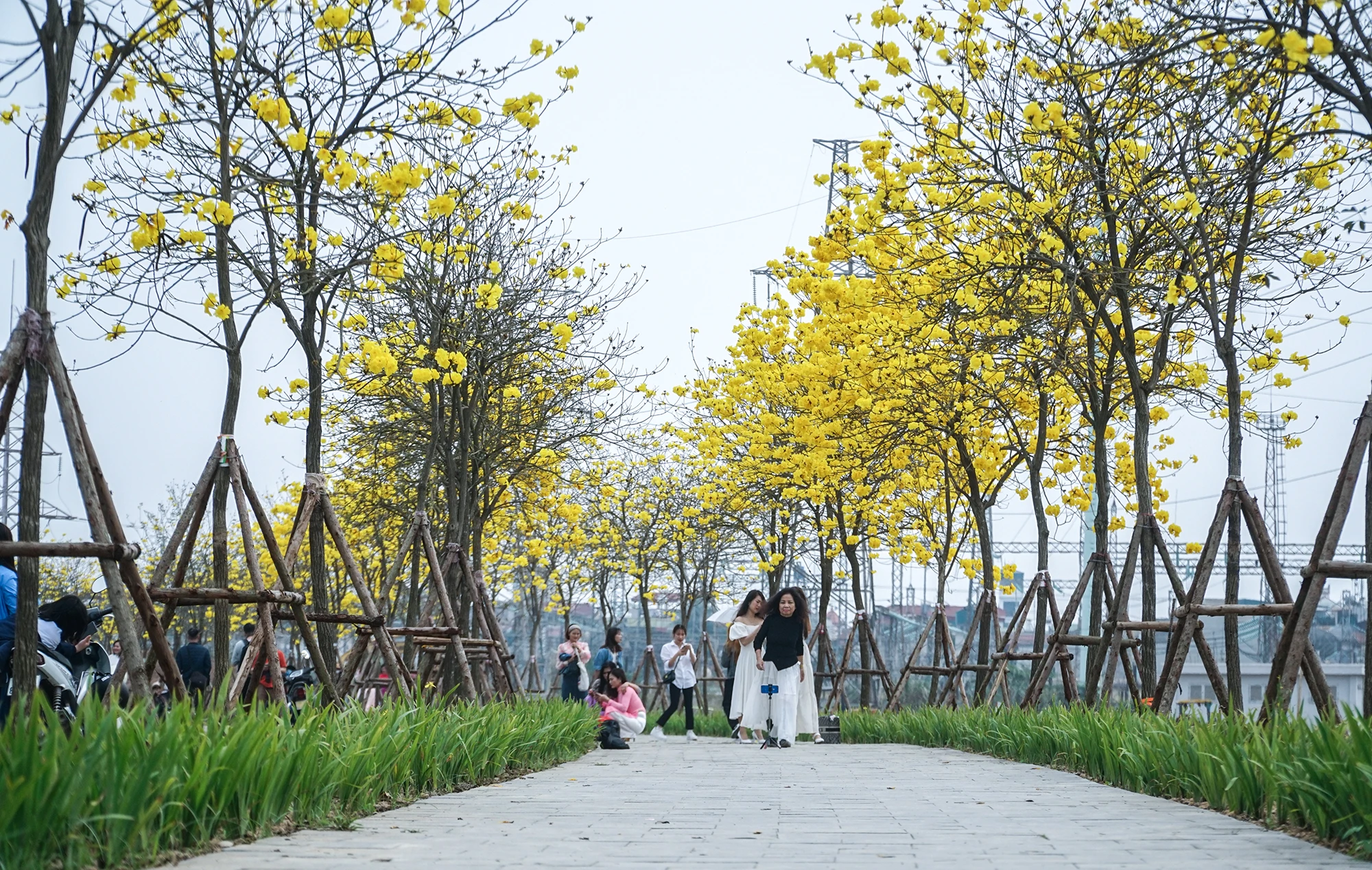 Tại đây, bốn hàng hoa Phong Linh nằm trên một con đường nội bộ của khu đô thị, nhưng được mở cửa miễn phí cho người dân khắp thành phố đổ về chiêm ngưỡng. Tại đây, bốn hàng hoa Phong Linh nằm trên một con đường nội bộ của khu đô thị, nhưng được mở cửa miễn phí cho người dân khắp thành phố đổ về chiêm ngưỡng.