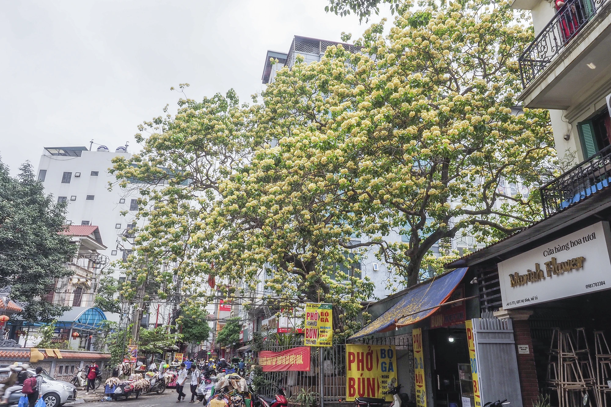 Dịp vào tháng 4 hàng năm, dân làng Đình Thôn, Nam Từ Liêm, TP Hà Nội lại có dịp được ngắm cây bún nở hoa rực rỡ, vẻ đẹp của cây khiến ai đi qua cũng phải ngỡ ngàng. Trình duyệt của bạn không hỗ trợ hiển thị video. Dịp vào tháng 4 hàng năm, dân làng Đình Thôn, Nam Từ Liêm, TP Hà Nội lại có dịp được ngắm cây bún nở hoa rực rỡ, vẻ đẹp của cây khiến ai đi qua cũng phải ngỡ ngàng. Trình duyệt của bạn không hỗ trợ hiển thị video.