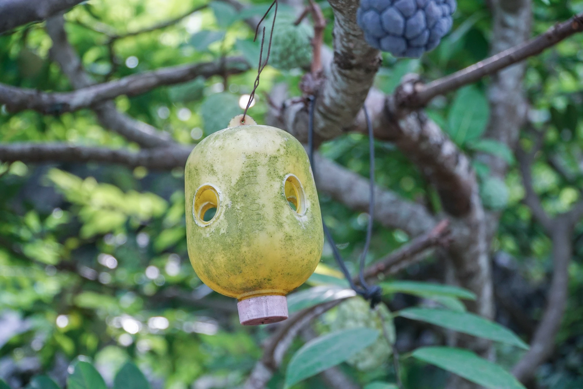 Người dân đặt bẫy ruồi vàng góp phần nâng cao chất lượng sản phẩm tới tay người tiêu dùng. Người dân đặt bẫy ruồi vàng góp phần nâng cao chất lượng sản phẩm tới tay người tiêu dùng.