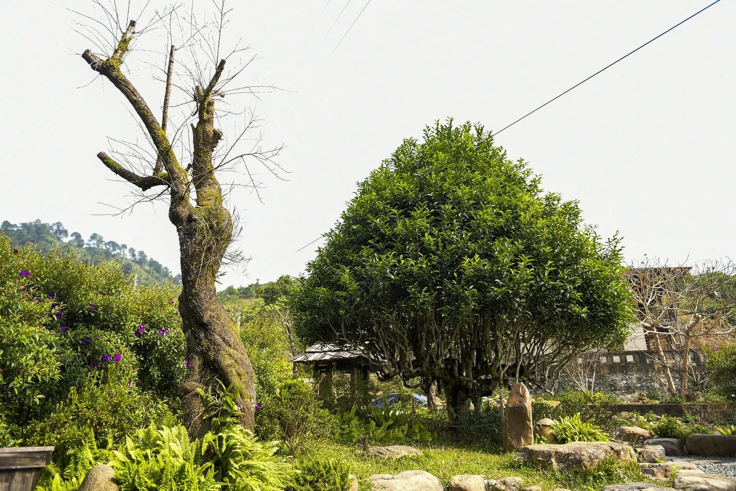 che-shan-tuyet (10).jpg