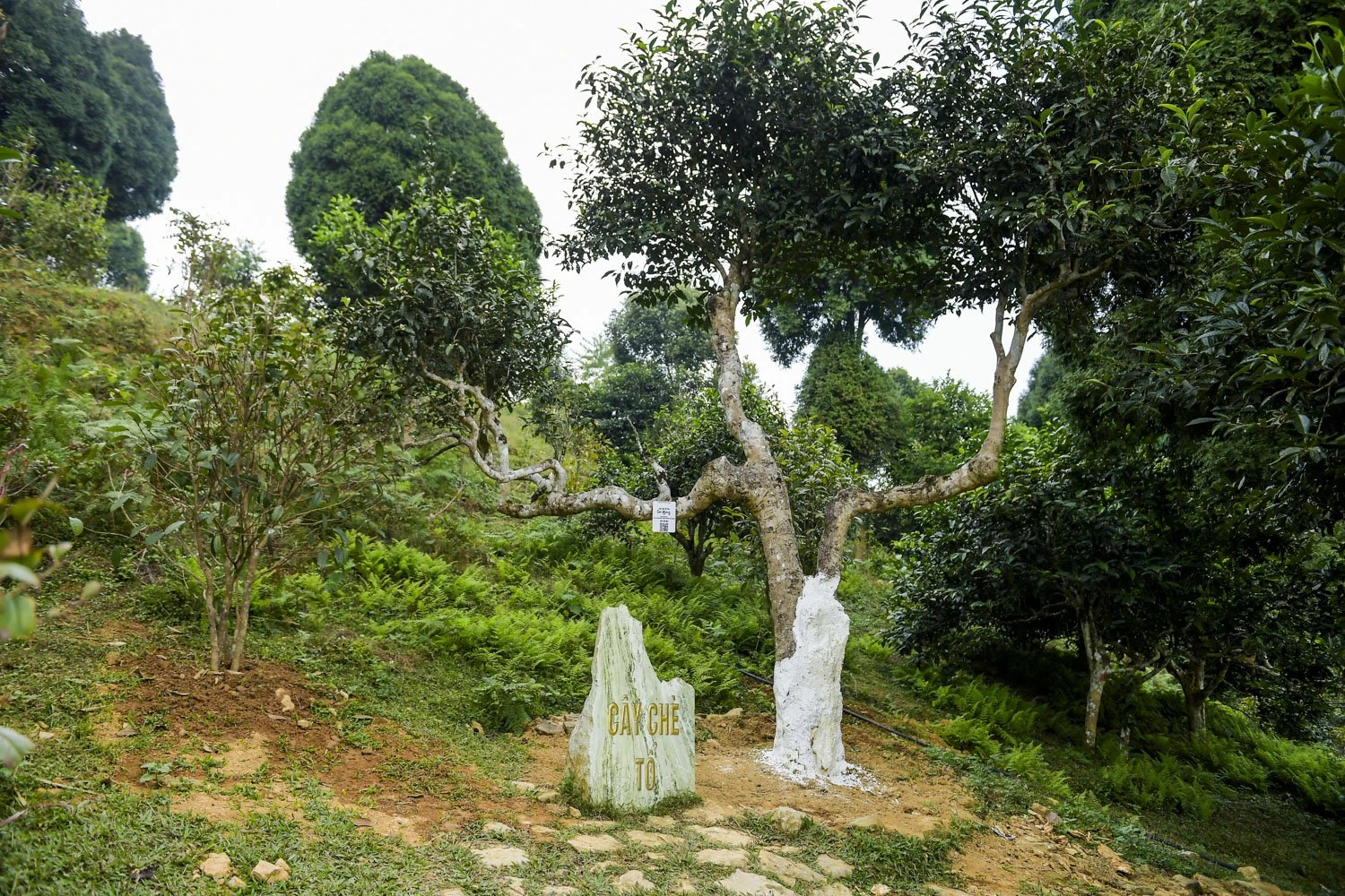 che-shan-tuyet (3).jpg