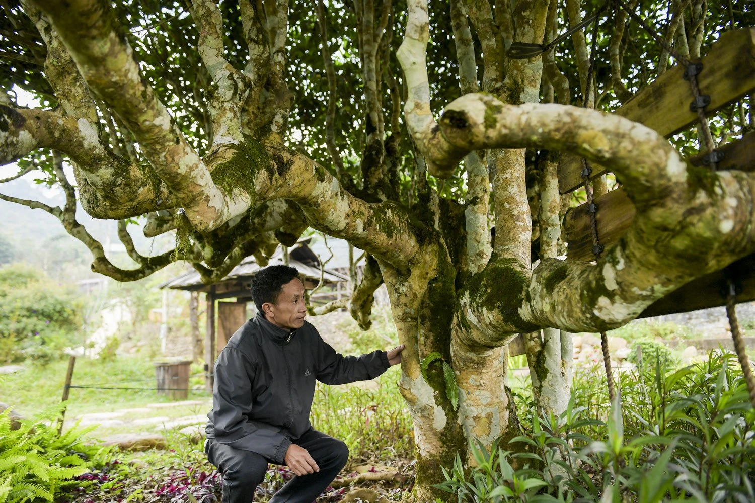 che-shan-tuyet (9).jpg