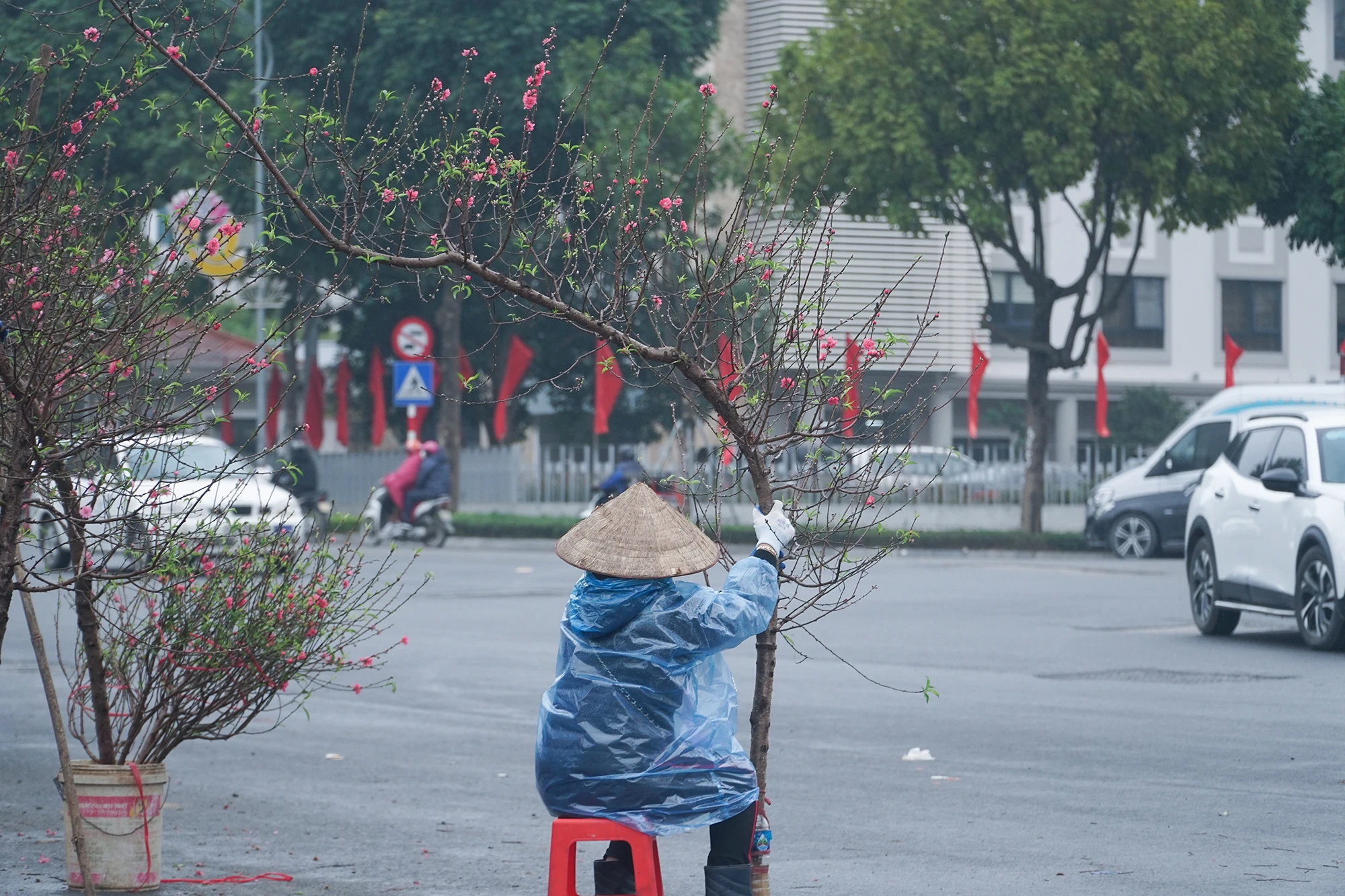 hoa-dao (2).JPG